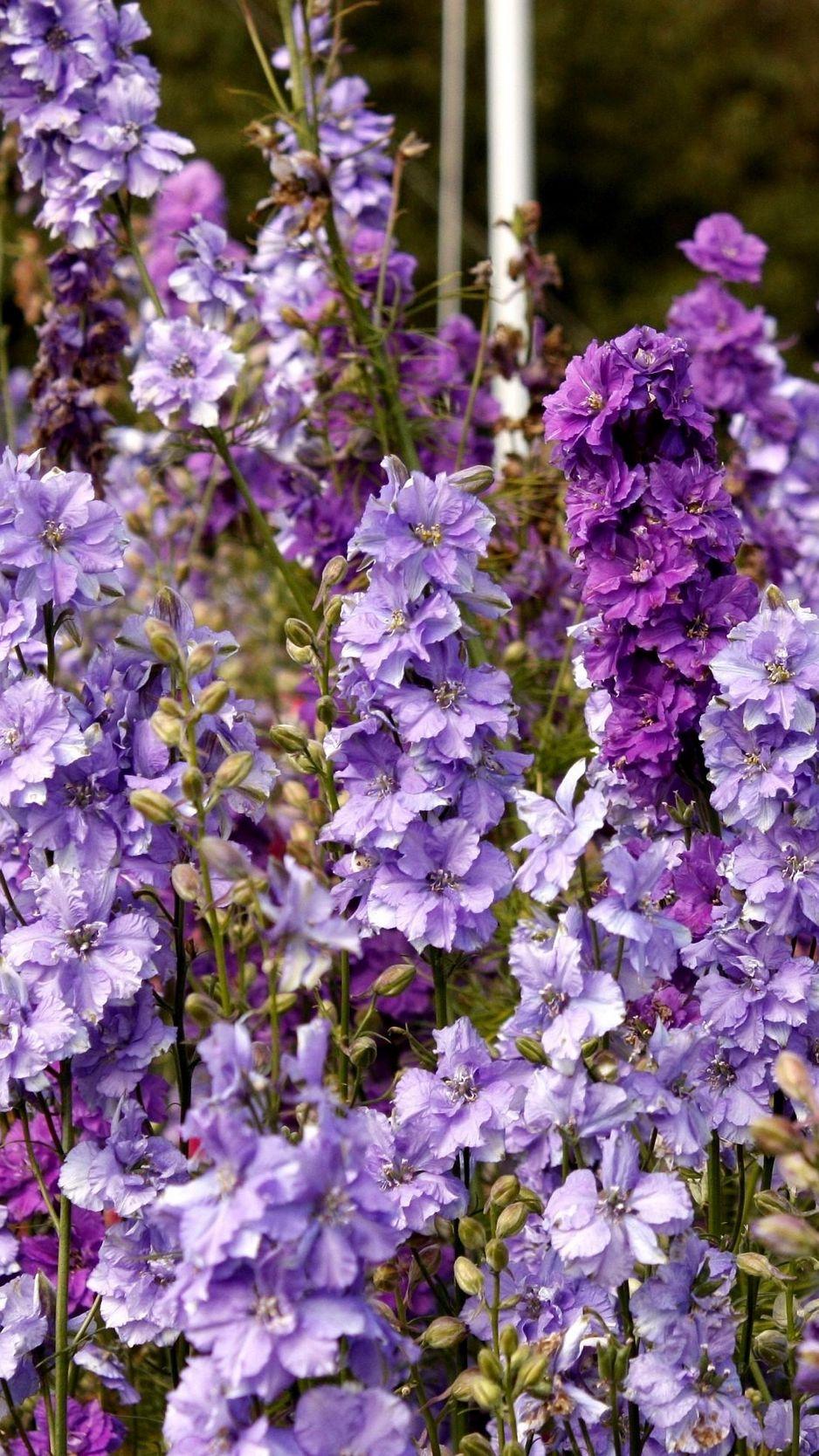 938x1668 Download Wallpaper 938x1668 Delphinium, Flowers, Lilac, Tall, Meadow Iphone 8 7 6s 6 For Parallax HD Background