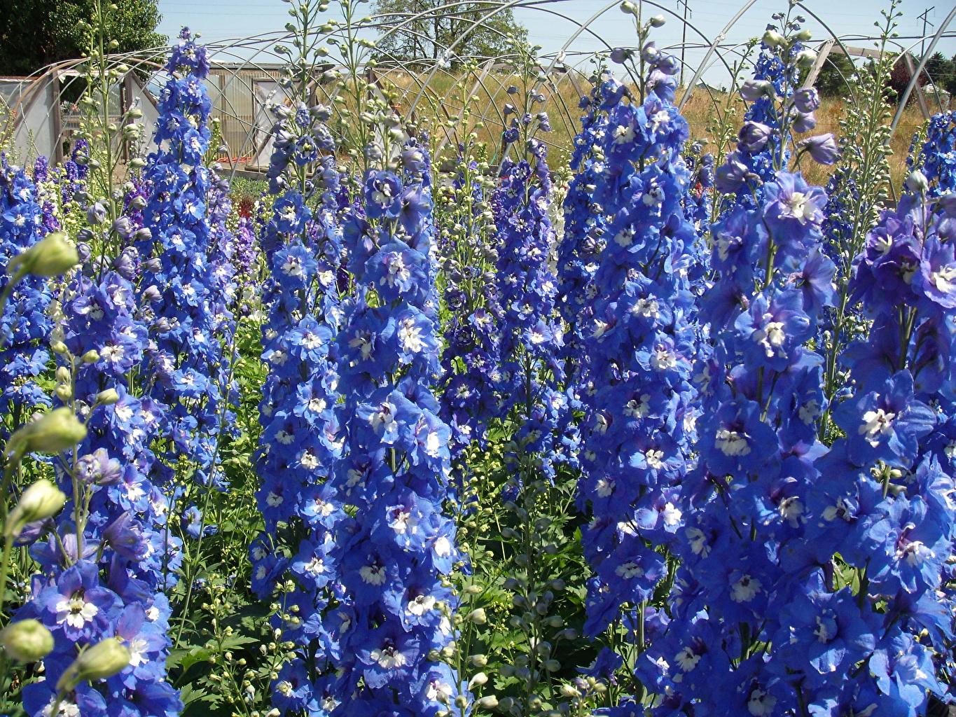 1365x1024 Picture Light Blue Flowers larkspur Closeup