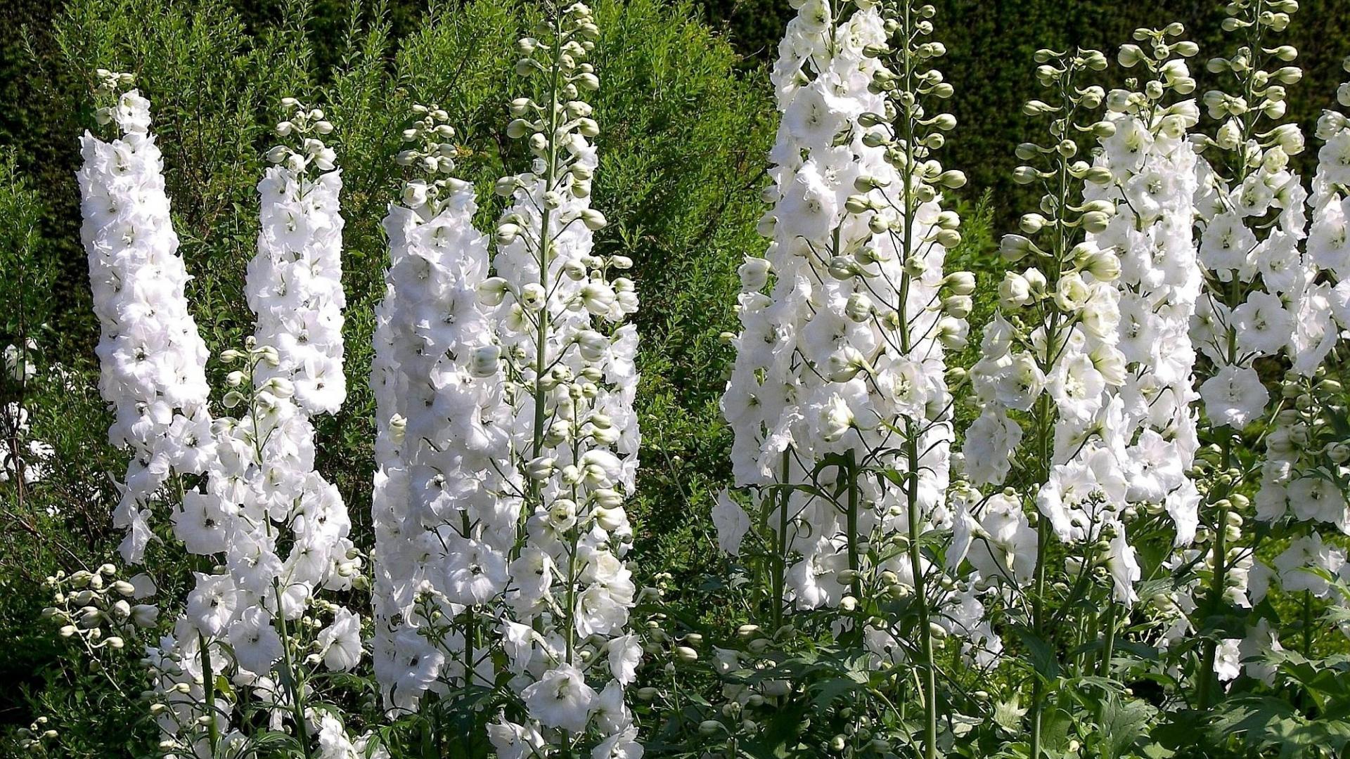 1920x1080 Wallpaper delphinium, flowers, white, green