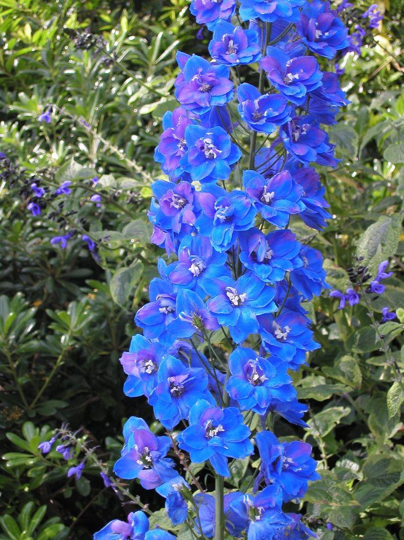 800x1069 Beautiful Blue Flowers Picture Collections. Ginva. Delphinium flowers, Blue flowers, Delphinium