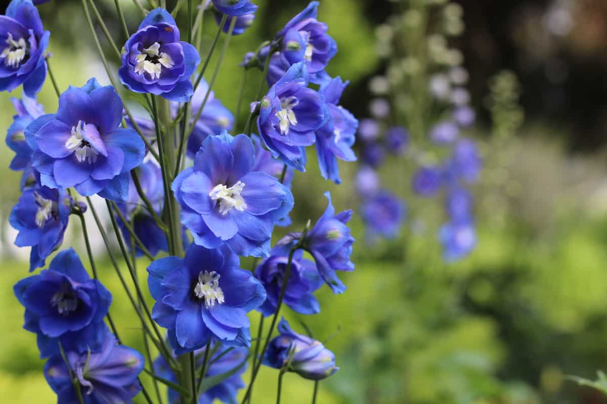 1200x800 Blue Delphinium Varieties And How To Grow Them