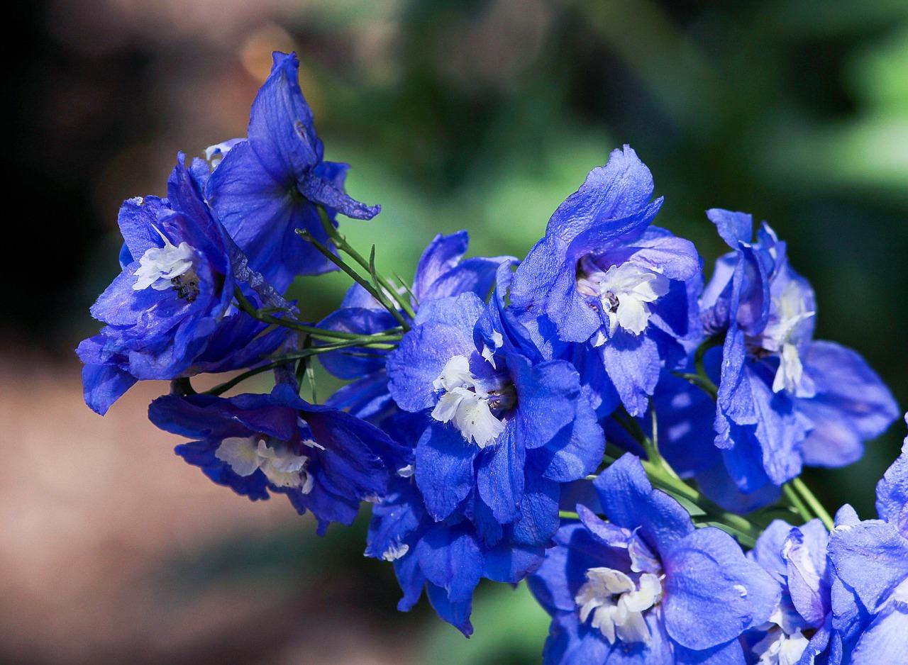1280x938 Larkspur Delphinium Spike Blue