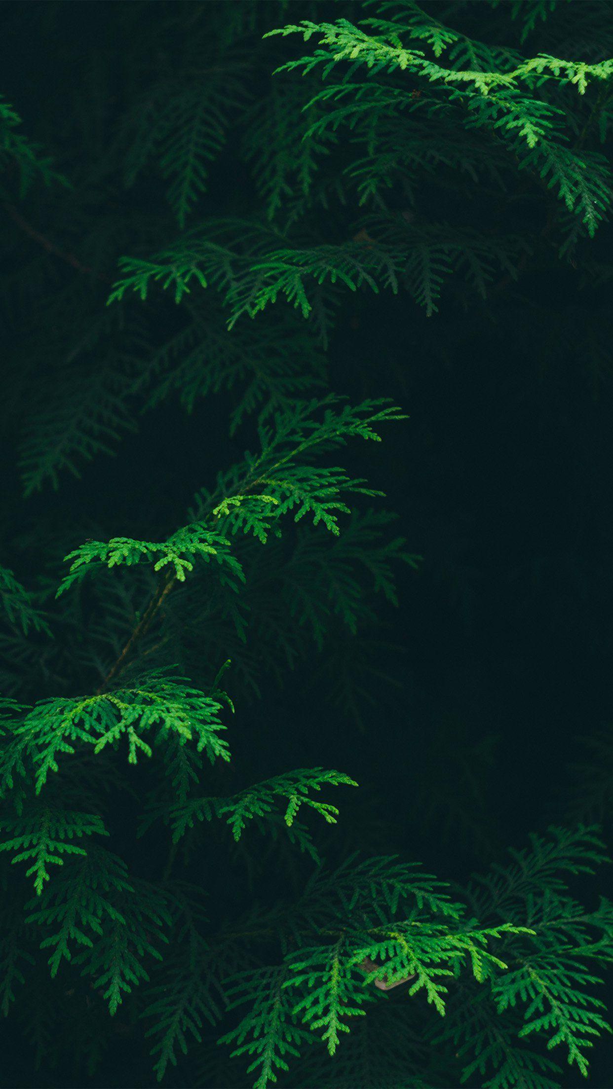 1242x2208 Awesome iPhone 7 Wallpaper. Tree wallpaper iphone, Green nature, Nature background