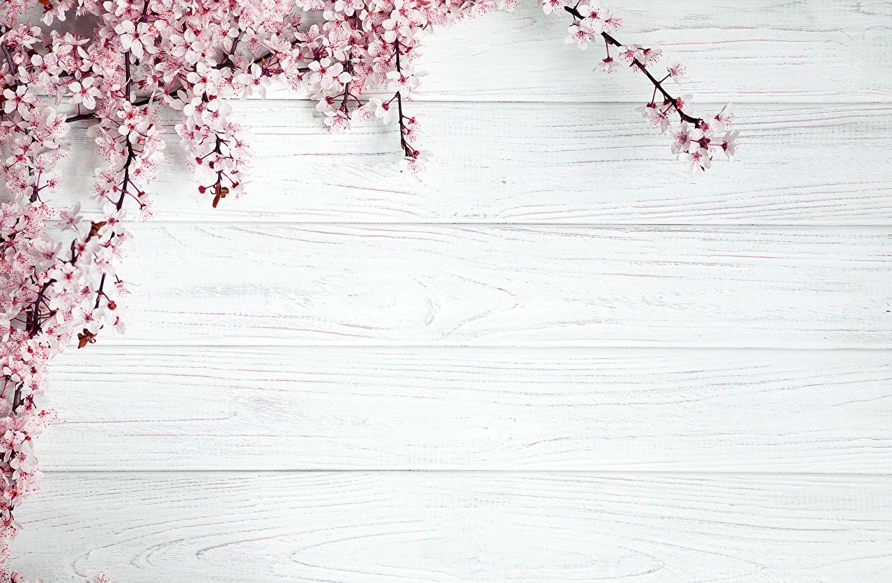 1280x837 Free download Desktop Wallpaper Flowers Template greeting card Flowering trees [1280x837] for your Desktop, Mobile & Tablet. Explore Greeting Card Wallpaper. Card Wallpaper, Card Wallpaper, Greeting Wallpaper 2015