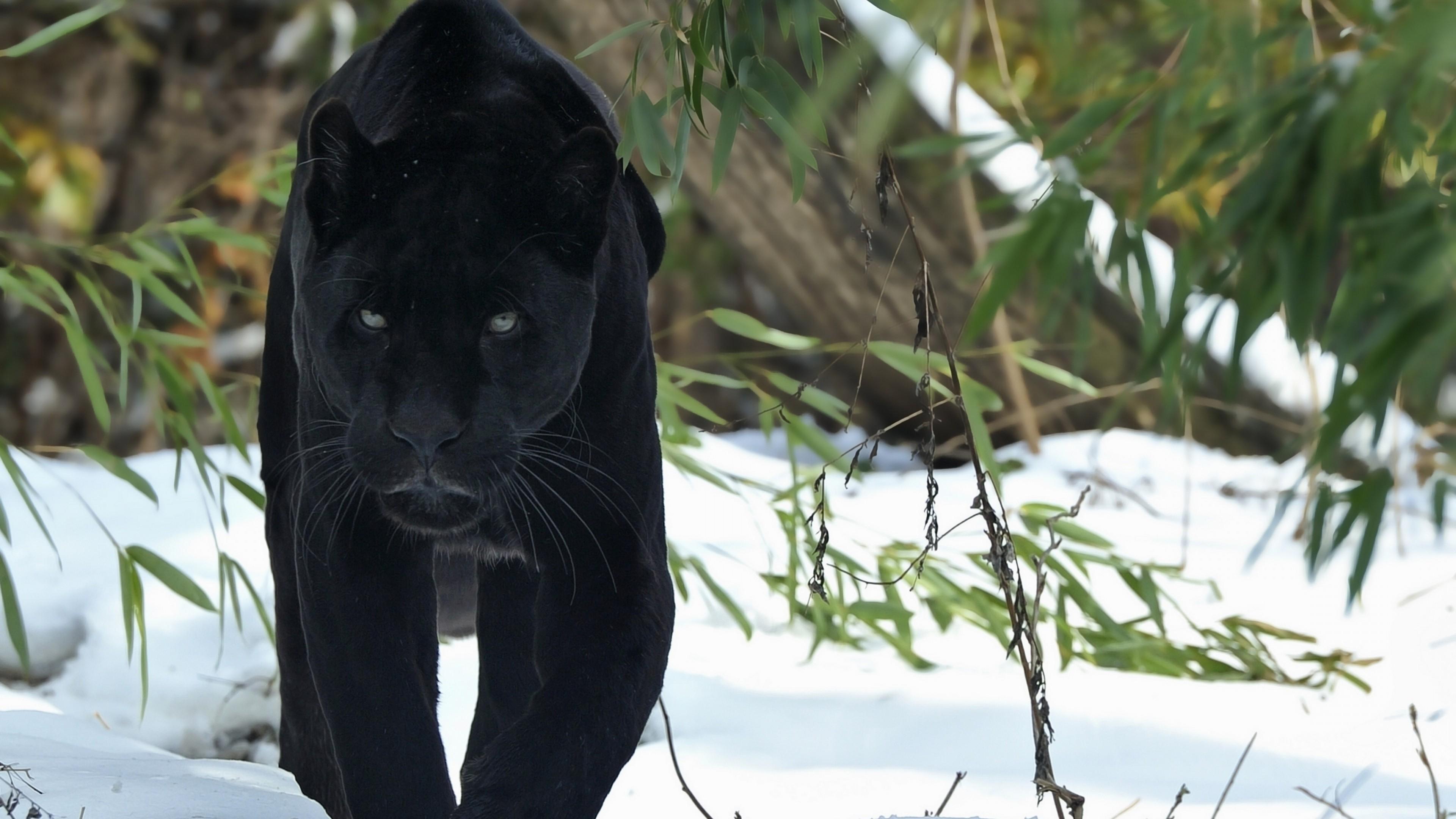 3840x2160 Black Panther, HD Animals, 4k Wallpaper, Image, Background, Photo and Picture