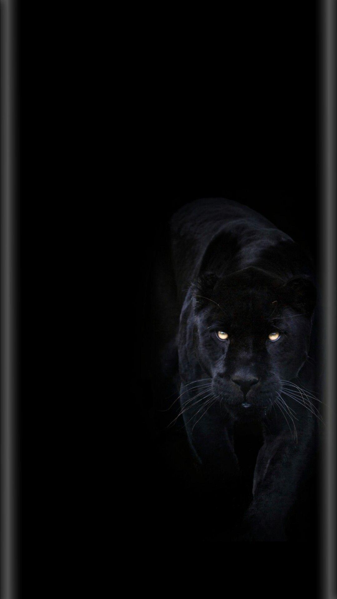 1080x1920 Cat Black Panther Wallpaper