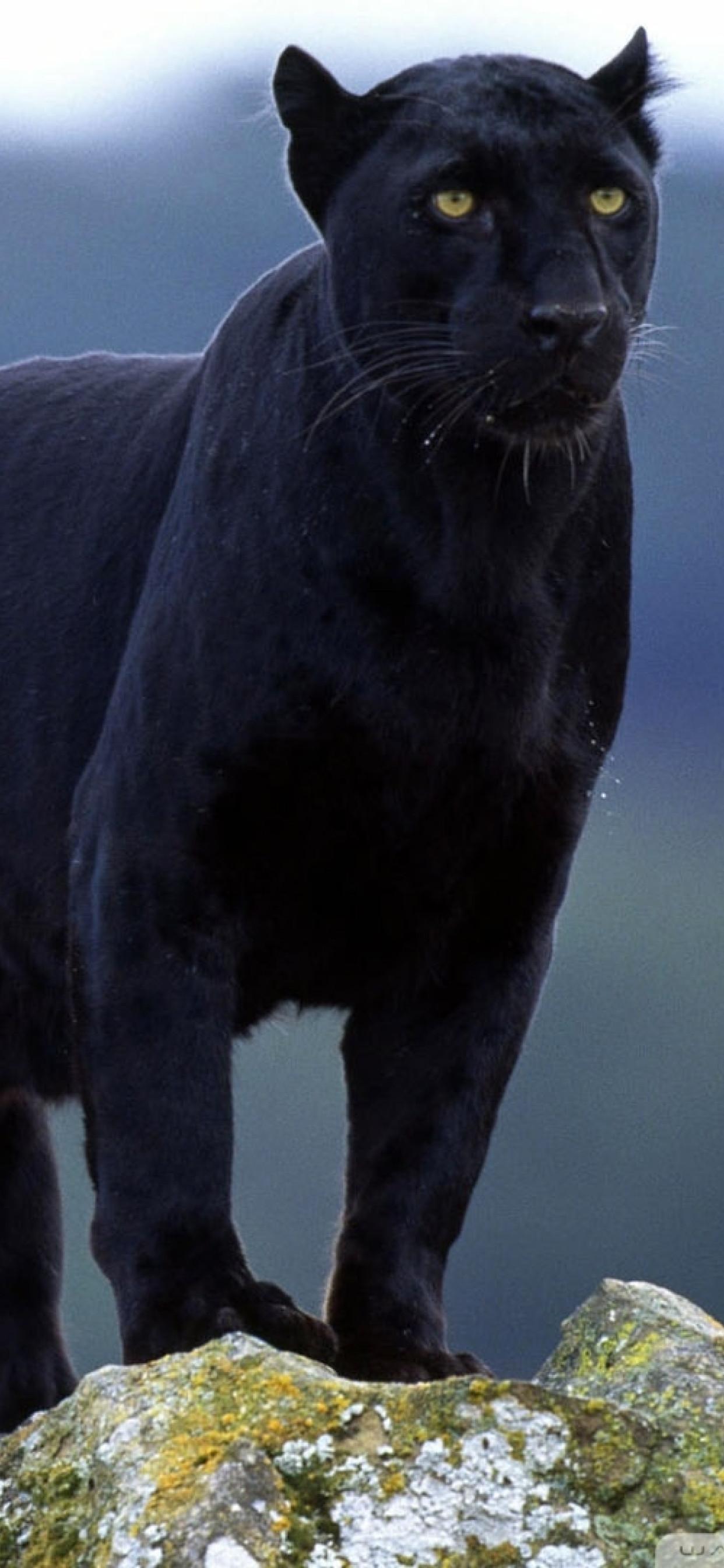 1242x2688 Black Panther India iPhone XS MAX Wallpaper, HD Animals 4K Wallpaper, Image, Photo and Background