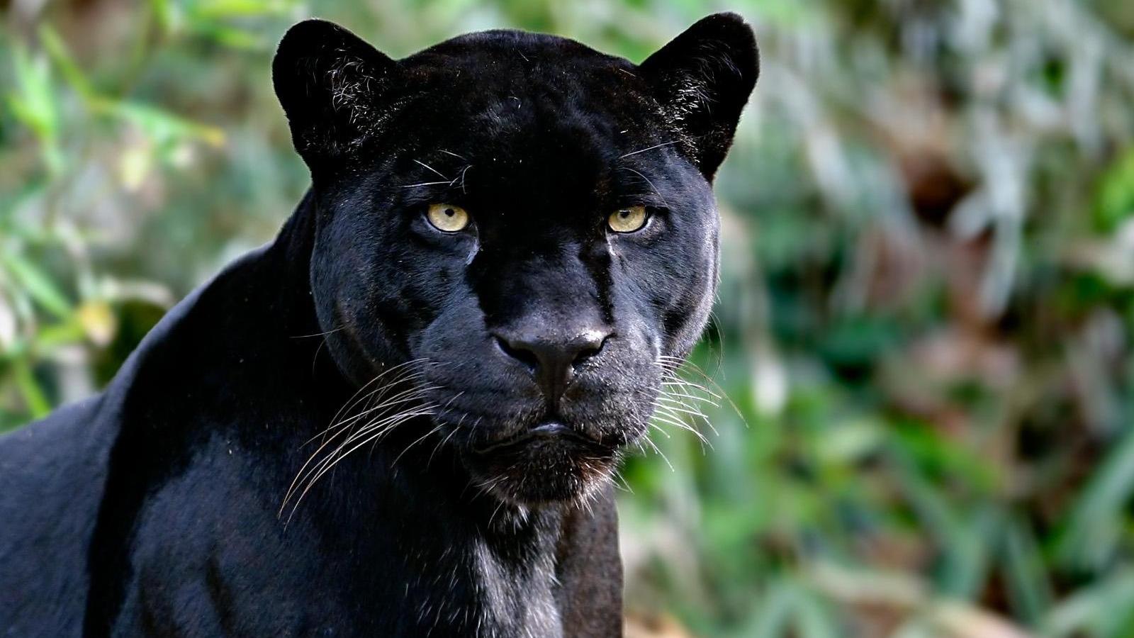 1600x900 Free download Black panther Wild Animals Desktop Wallpaper picture 46 [1600x1200] for your Desktop, Mobile & Tablet. Explore Free Animal Wallpaper for Computer. Animal Wallpaper Free Download, Animal Wallpaper