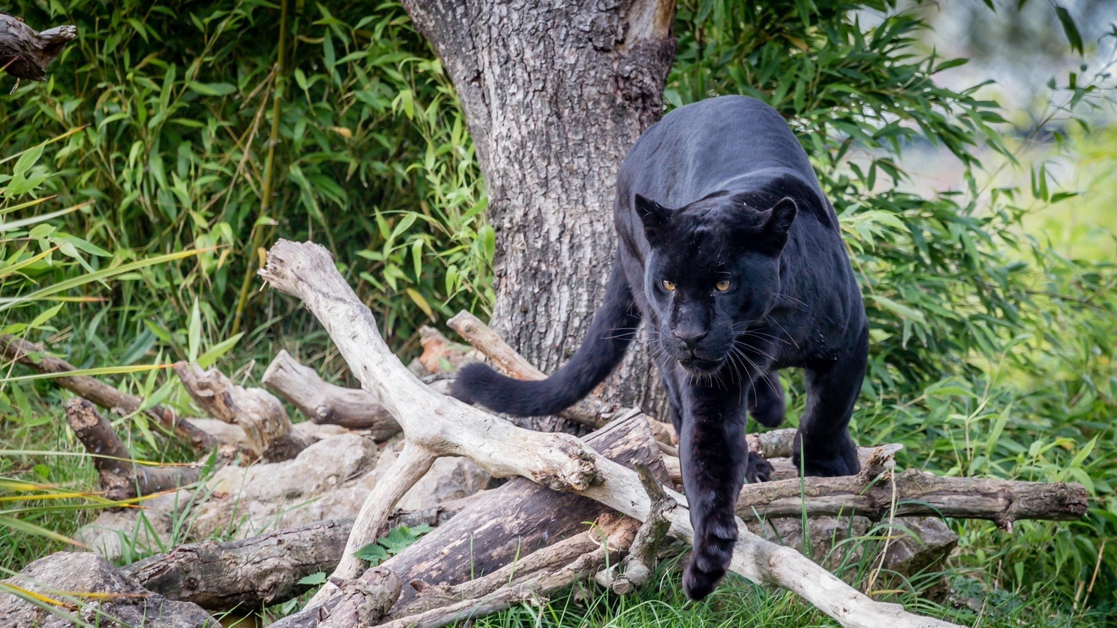3840x2160 Black Panther HD, HD Animals, 4k Wallpaper, Image, Background, Photo and Picture