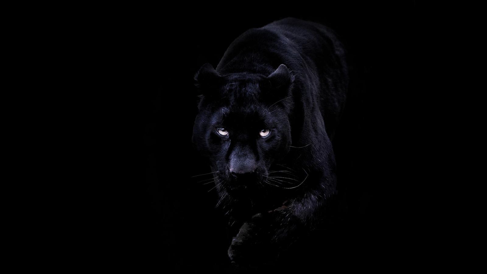1600x900 wallpaper for desktop, laptop. animal dark black pahter art illustration