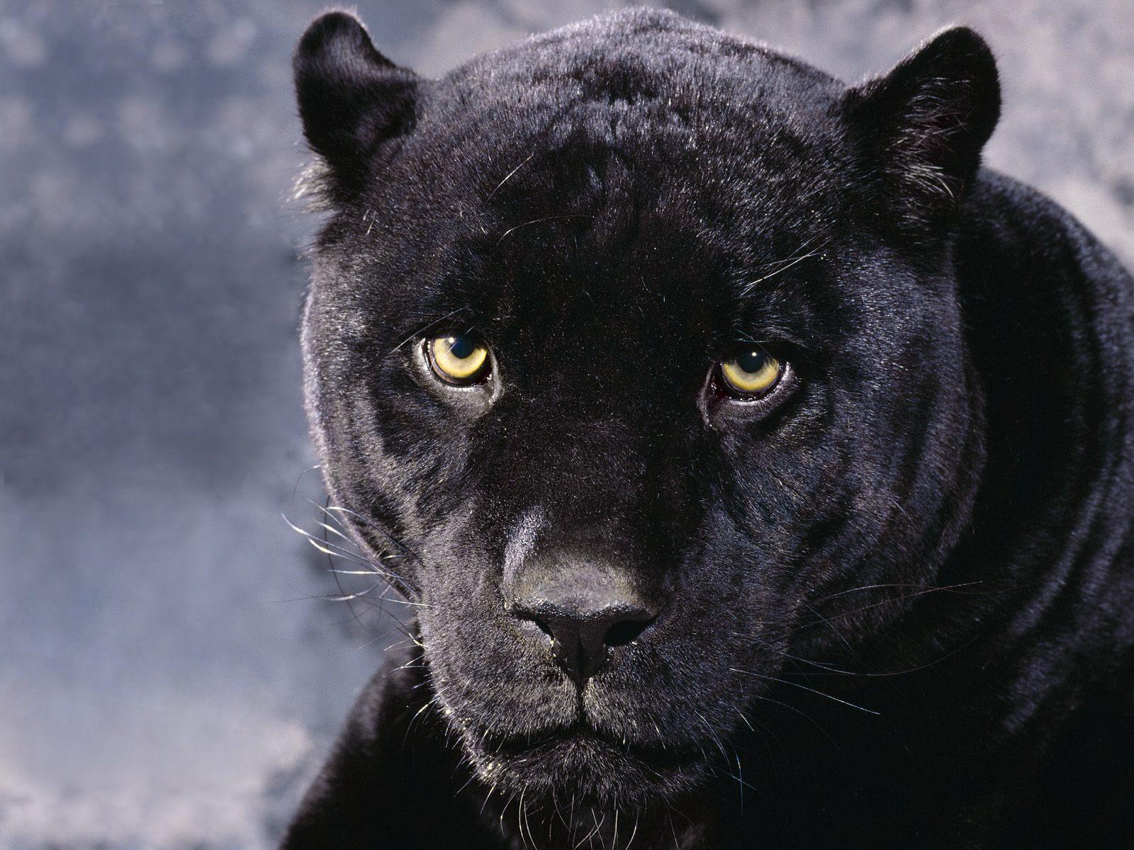 1600x1200 black panther animal wallpaper, mammal, vertebrate, terrestrial animal, felidae, wildlife