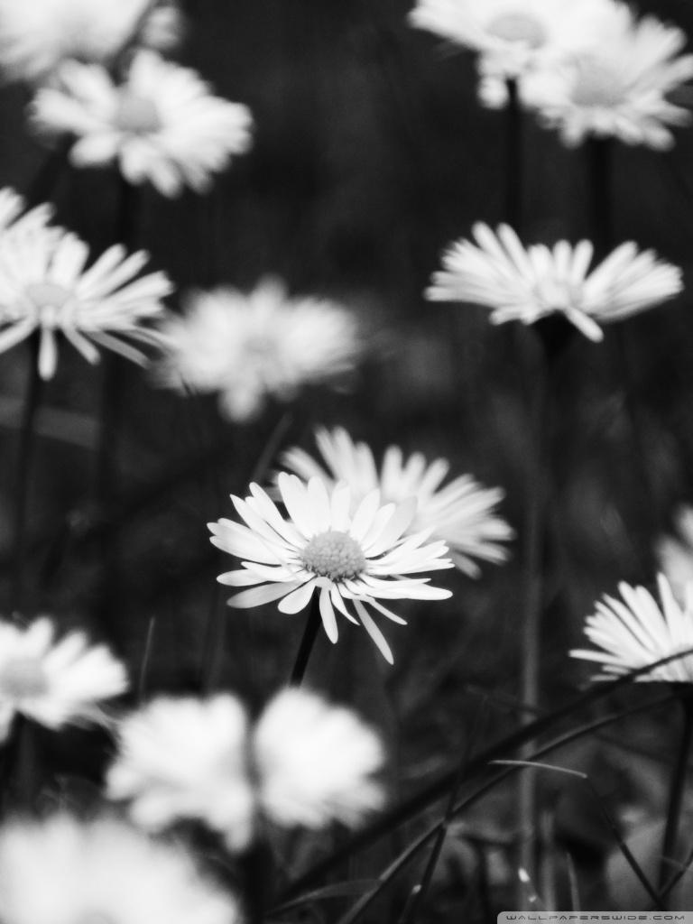 768x1024 Sad Flowers Ultra HD Desktop Background Wallpaper for 4K UHD TV : Widescreen & UltraWide Desktop & Laptop : Tablet