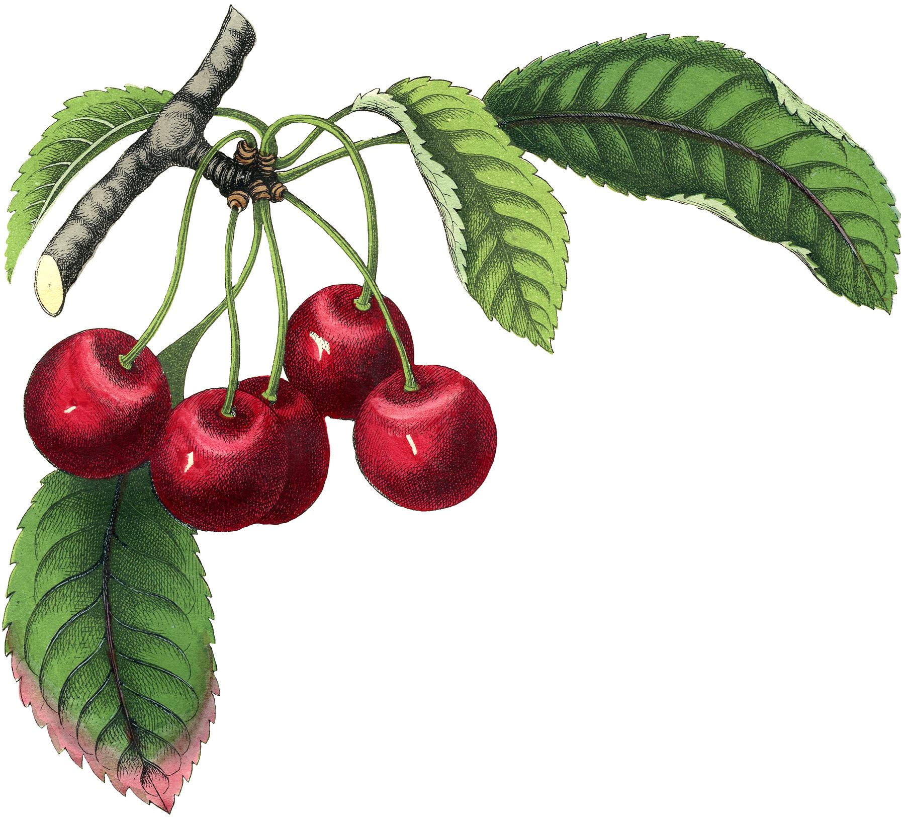1800x1628 Best Cherry Image! Graphics Fairy