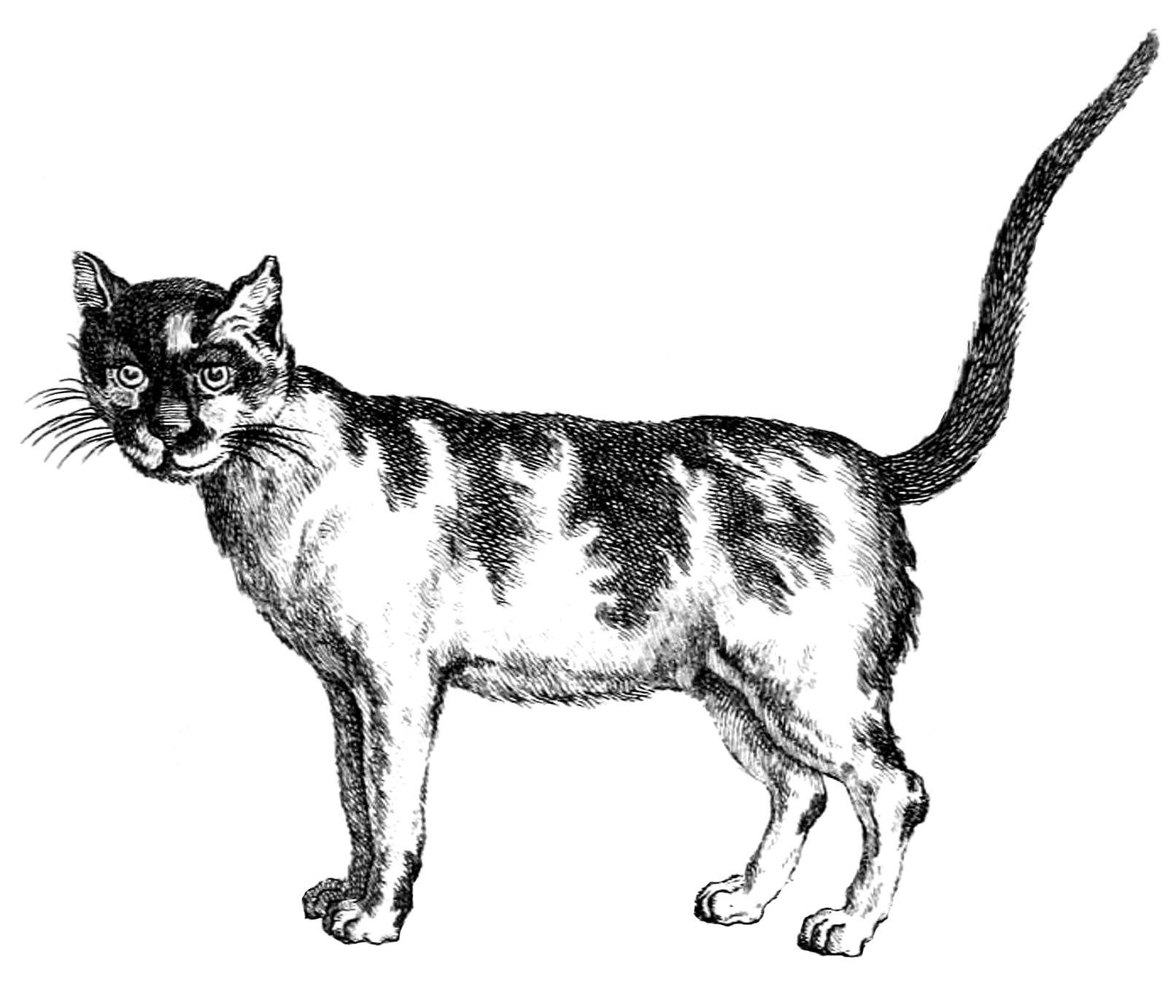 1612x1382 Black and White Cat Clipart! Graphics Fairy