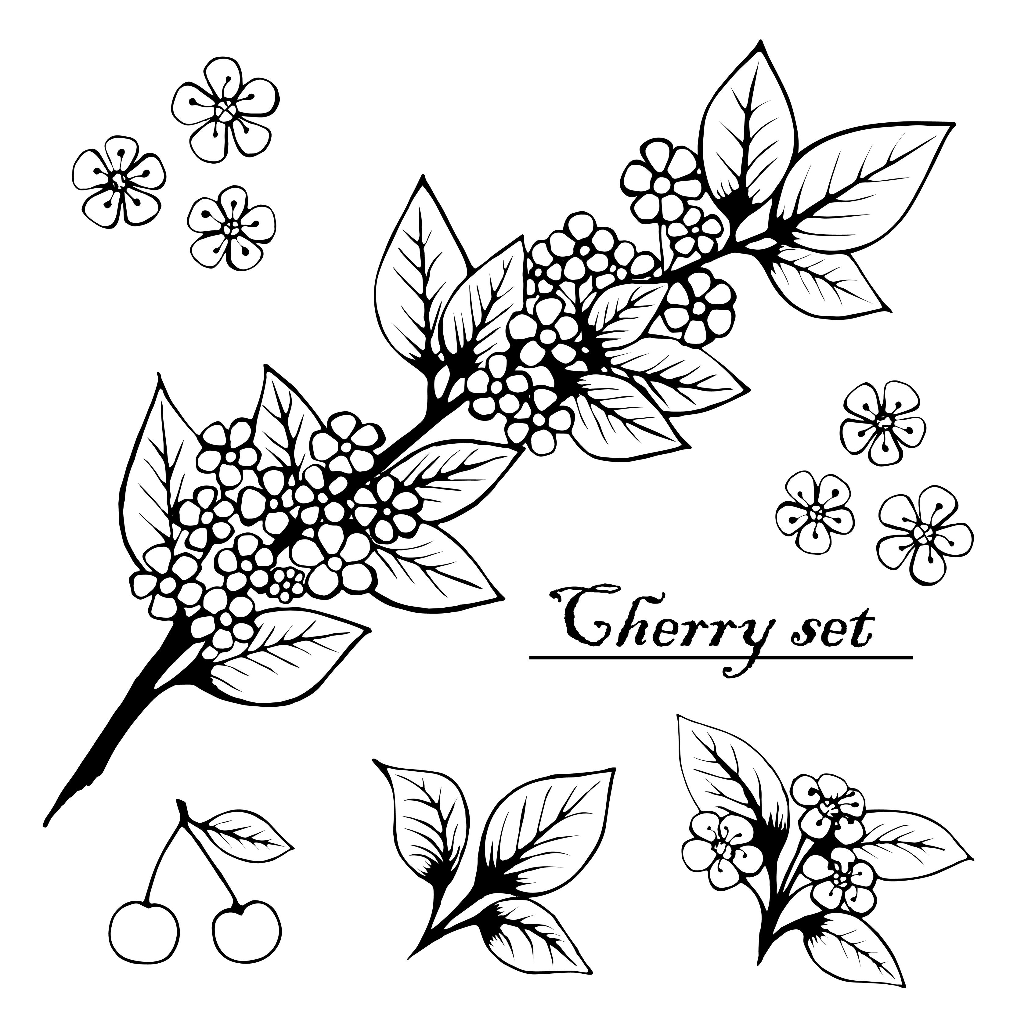 3333x3333 cherry branch set, flowers, barries. Vintage cherry. Illustration for printing, background, wallpaper, packaging, greeting cards, posters, textile, seasonal design. Isolated on white background