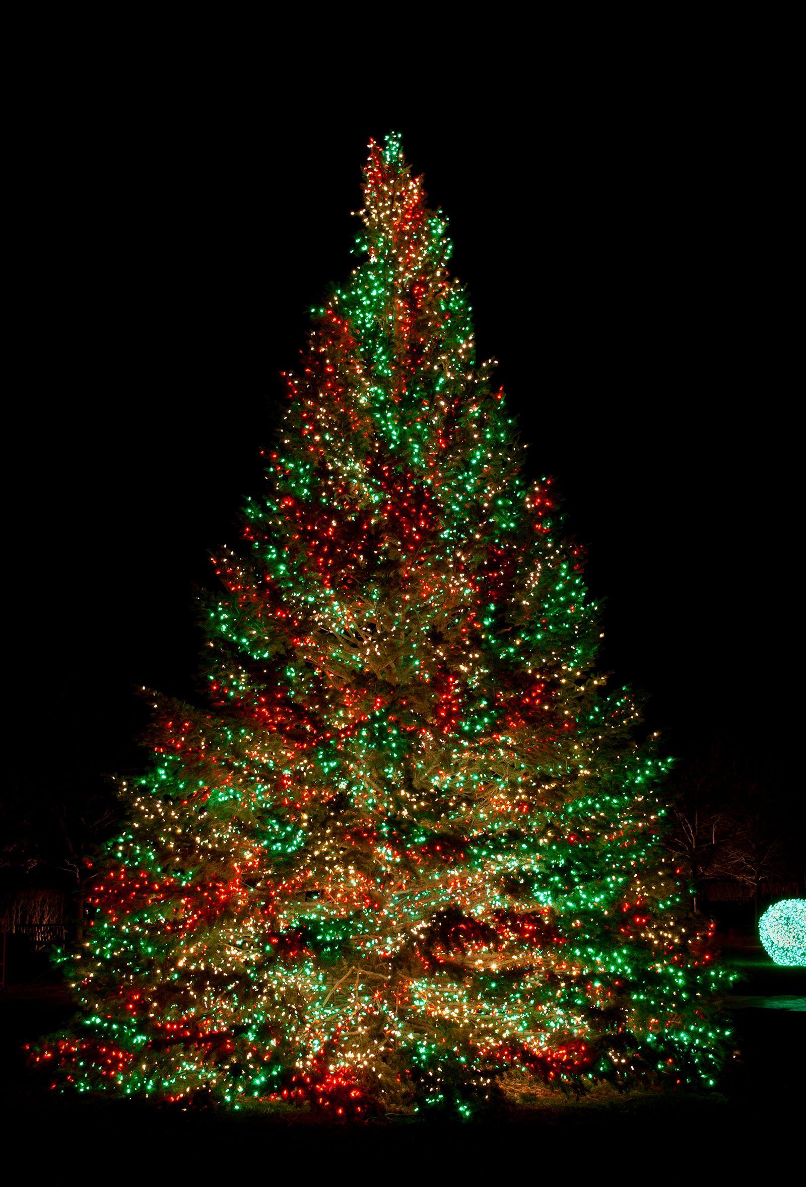 1600x2357 christmas tree Led Christmas Tree Lights Ouhhnshv St Andrews
