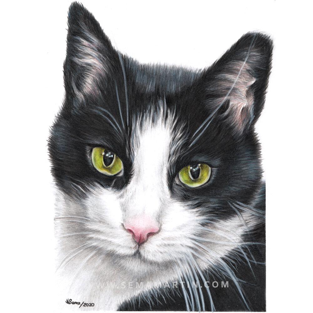 1000x1000 Realistic colour pencil cat portrait commission drawings from your photo by pet portrait artist Sema Martin