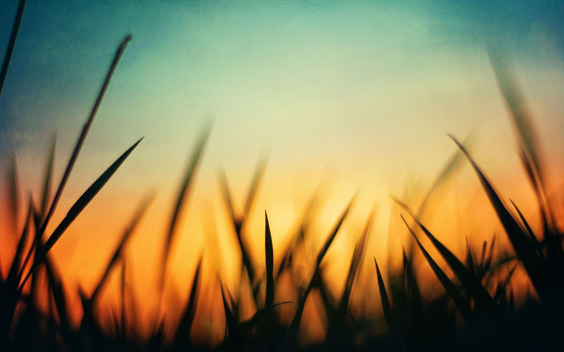 1920x1200 nature, Grass, Green, Sunset, Orange, Blue, Macro, Silhouette Wallpaper HD / Desktop and Mobile Background