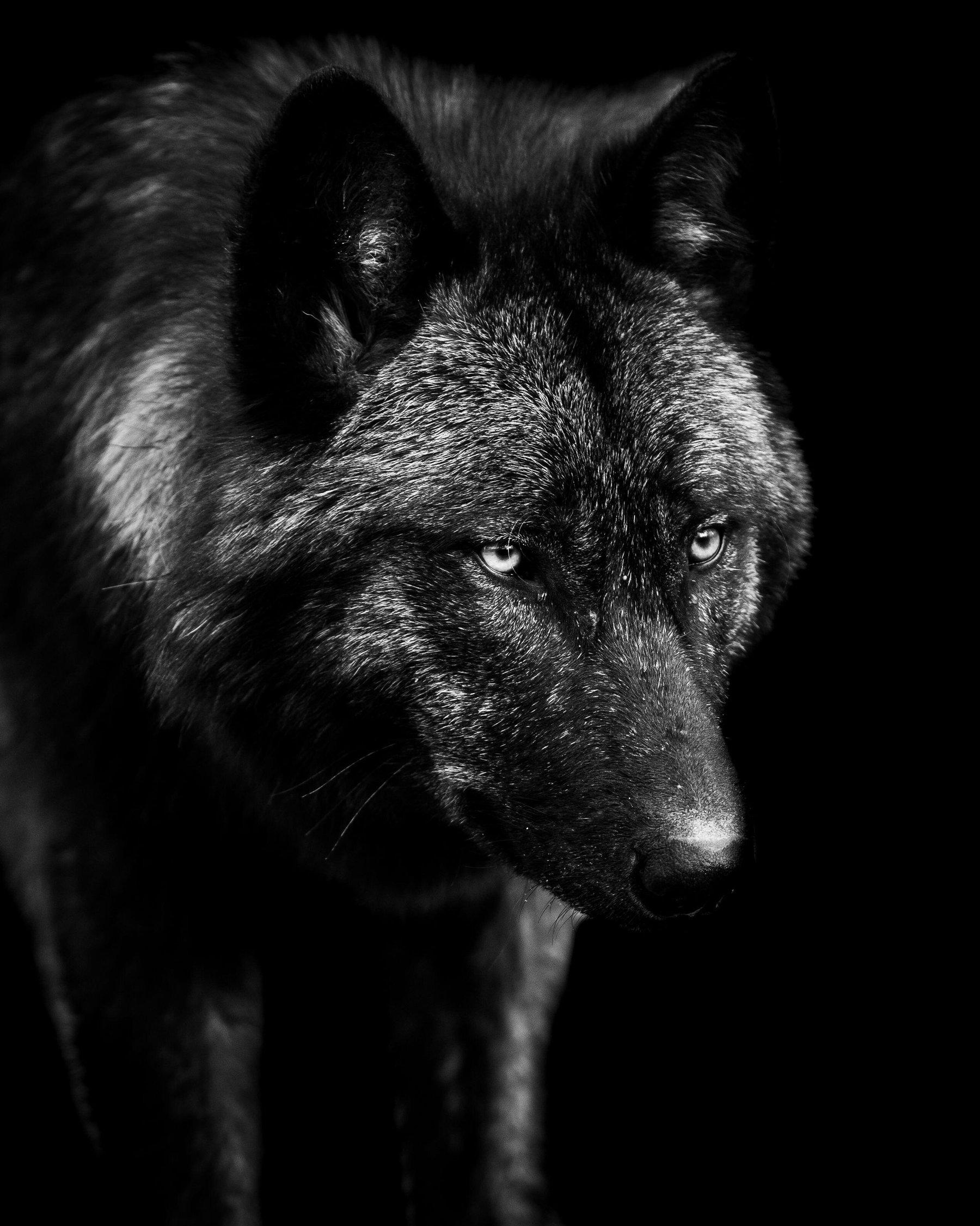 1800x2250 A Feud In Wolf Kink Erotica Raises A Deep Legal Question