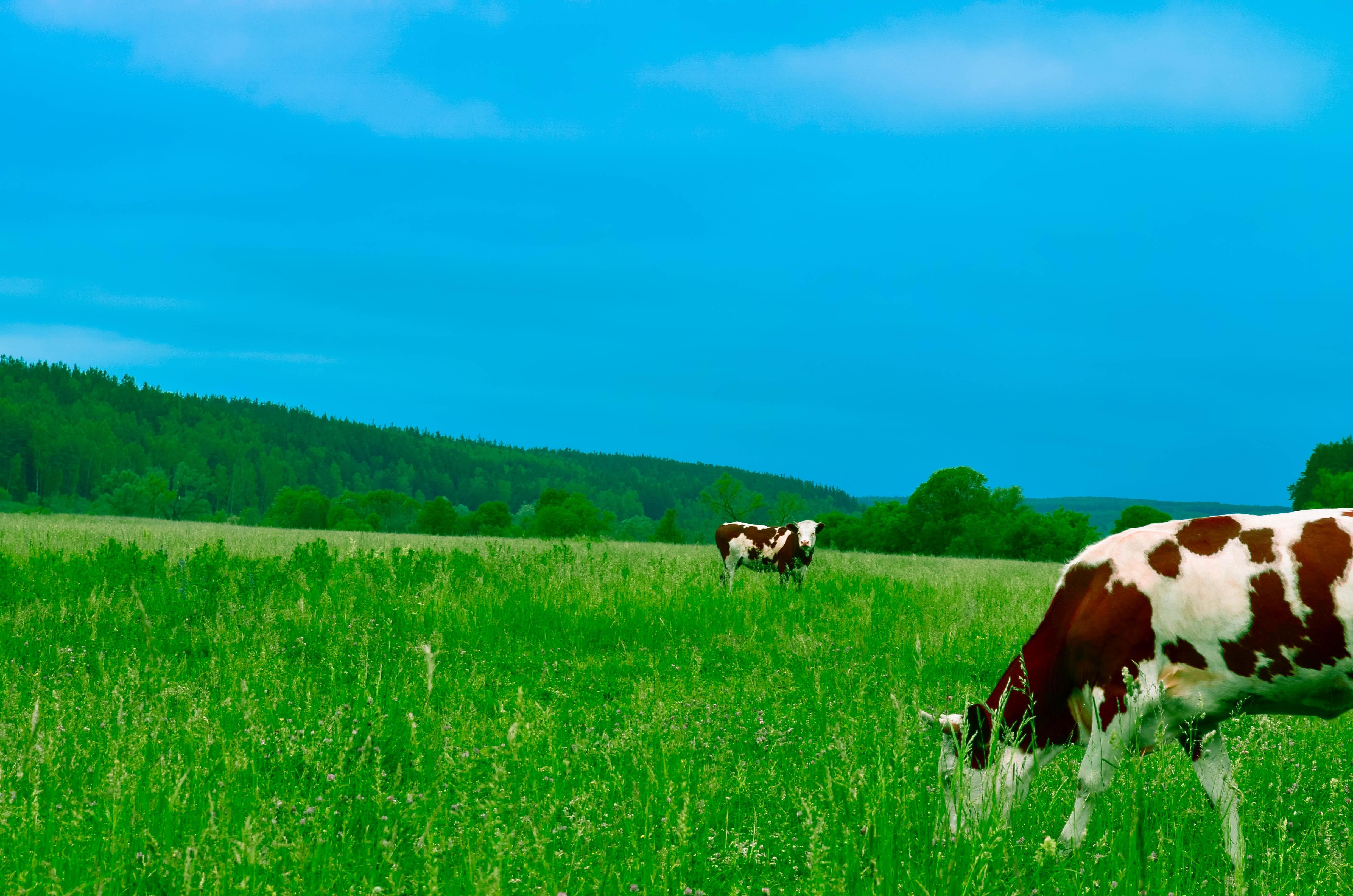 4928x3264 Best Dairy Photo · 100% Free Downloads