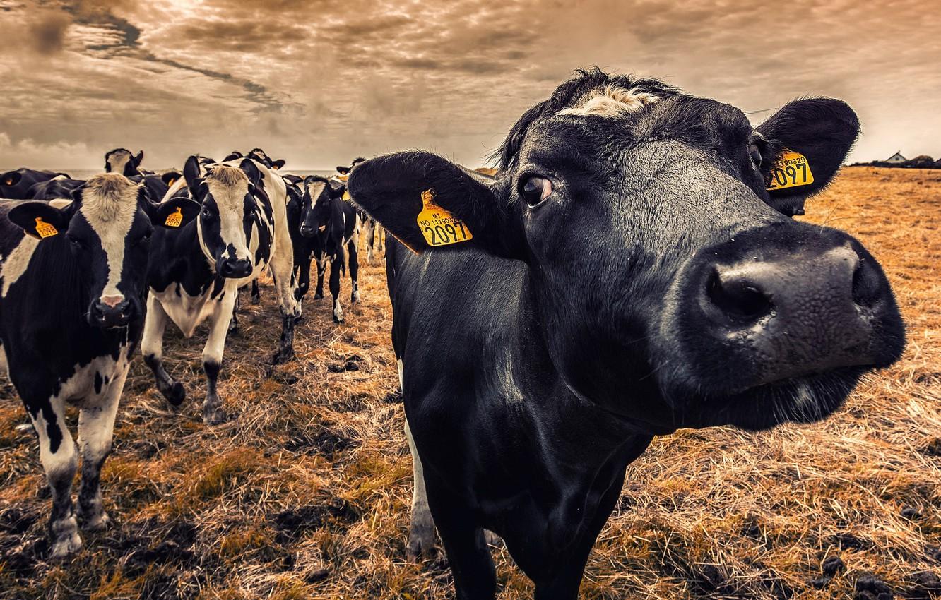 1332x850 Photo Wallpaper Nature, Cows, Cattle