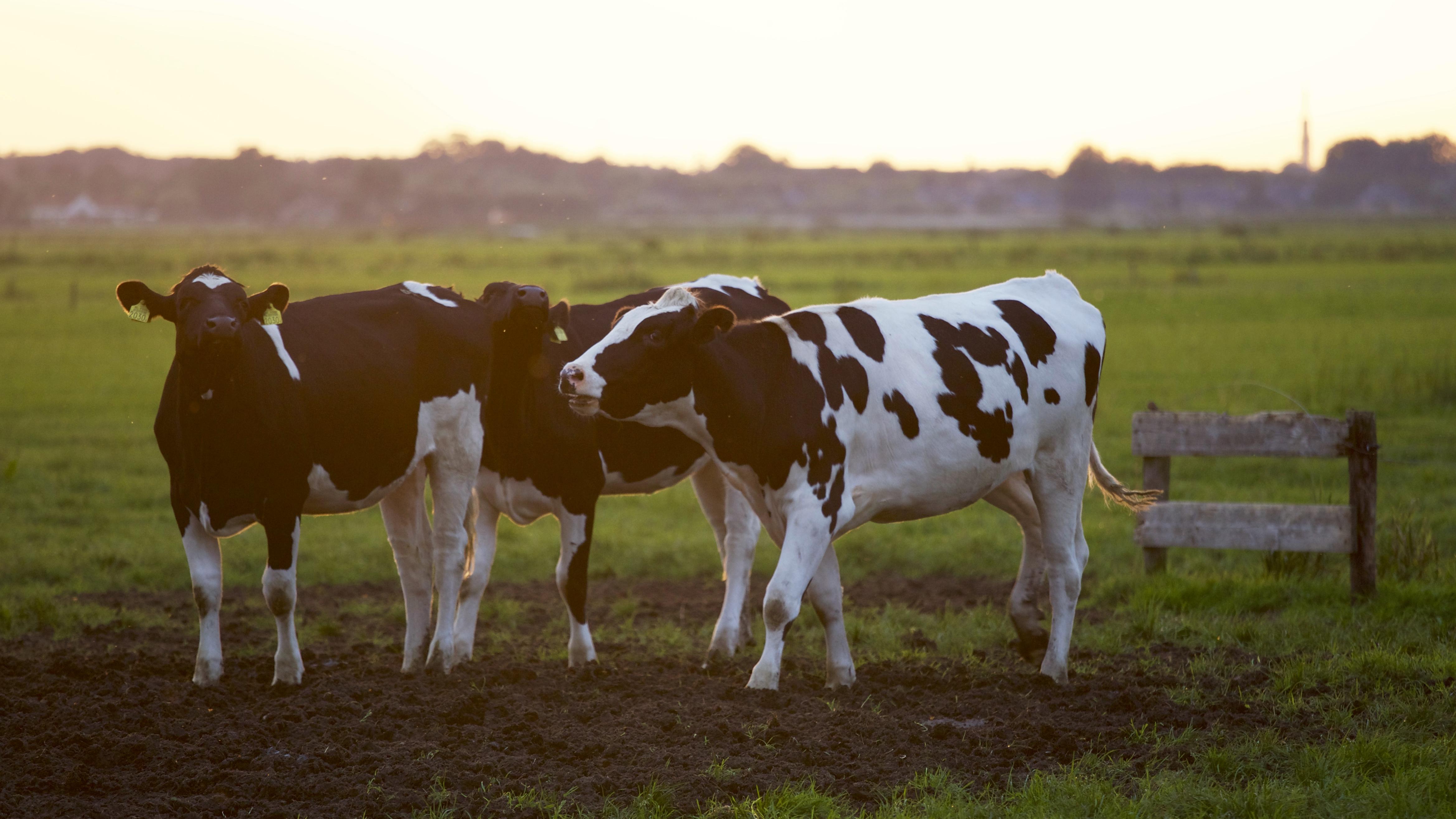 4676x2630 Best Dairy Photo · 100% Free Downloads