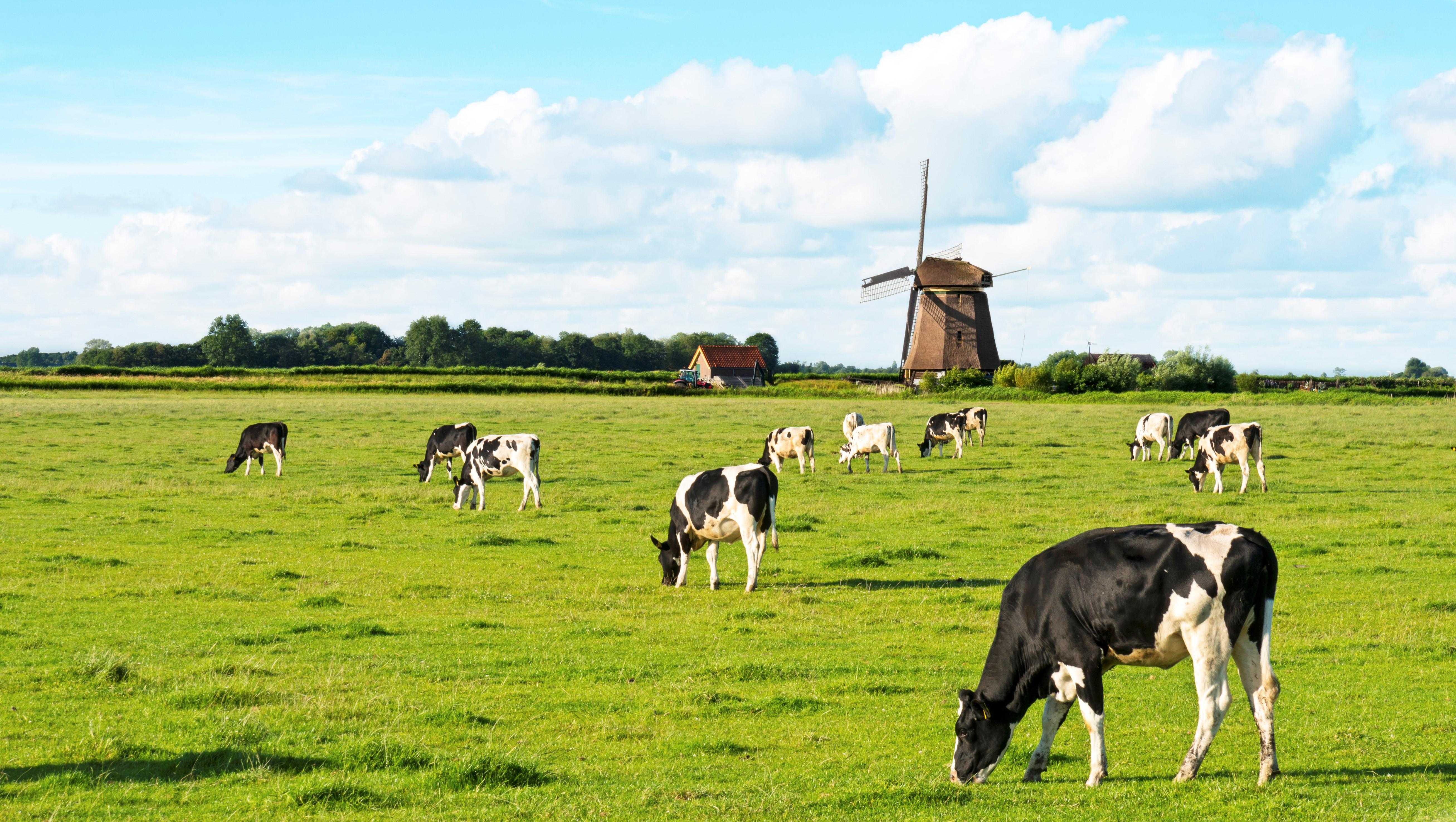 5226x2951 Free download Dairy background Small Mondial Foods [5226x2951] for your Desktop, Mobile & Tablet. Explore Dairy Background. Dairy Cow Wallpaper, Dairy Milk Chocolate Wallpaper