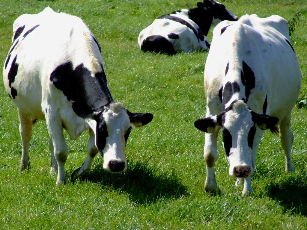 1024x768 Free download Dairy Cow Wallpaper 13652 HD Wallpaper in Animals Imagecicom [1024x768] for your Desktop, Mobile & Tablet. Explore Dairy Cow Wallpaper. Cute Cow Wallpaper, Cow Print Wallpaper, HD Cow Wallpaper