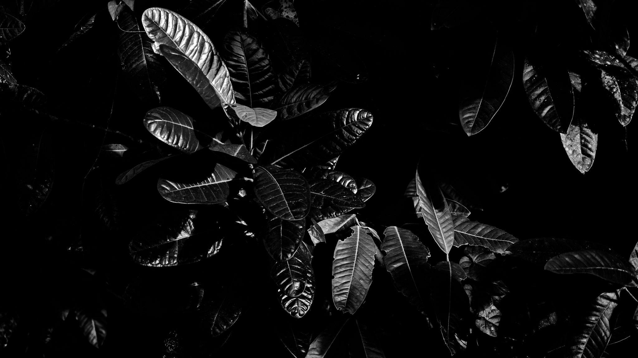 2048x1152 Download wallpaper 2048x1152 leaves, bw, dark, plant, black ultrawide monitor HD background