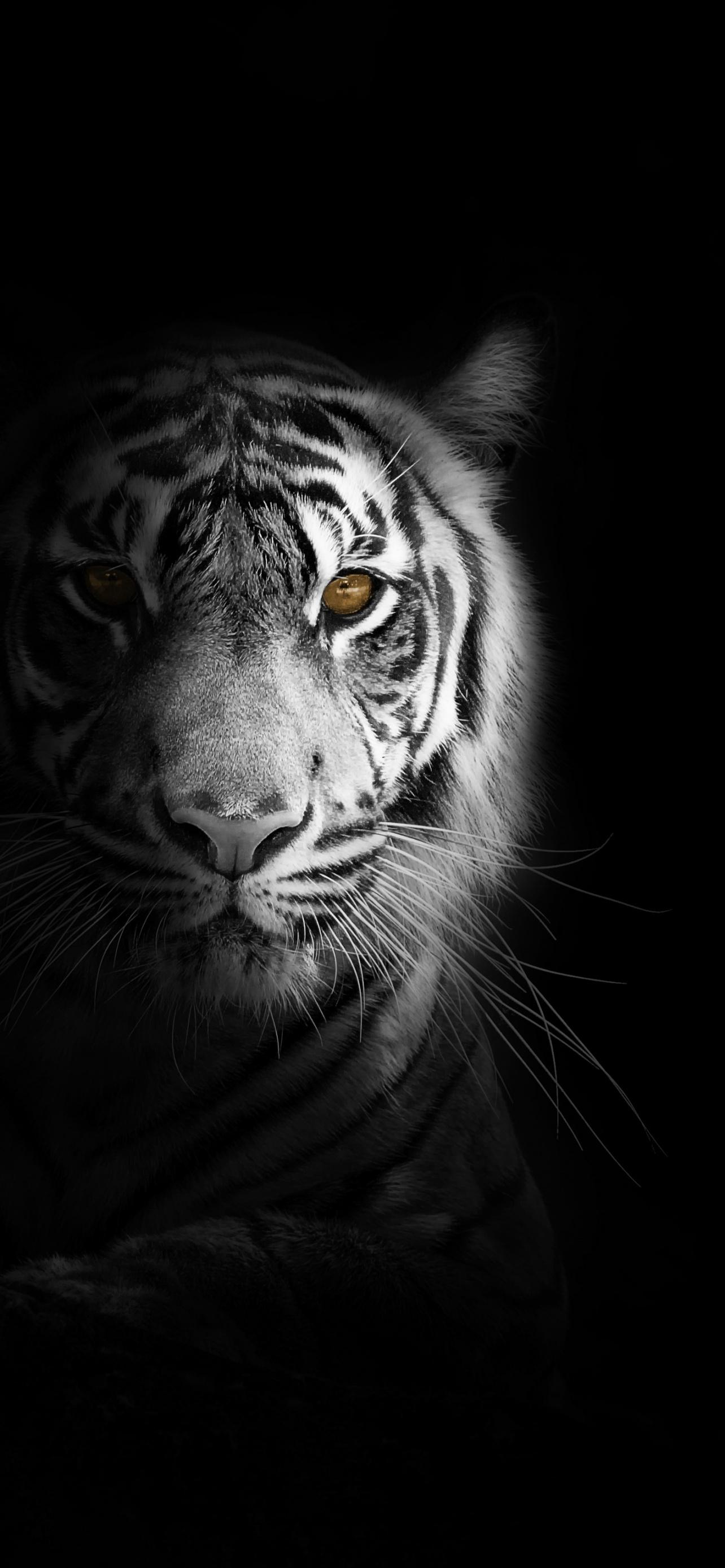 1284x2778 White tiger Wallpaper 4K, Bengal Tiger, Black background, 5K, Animals