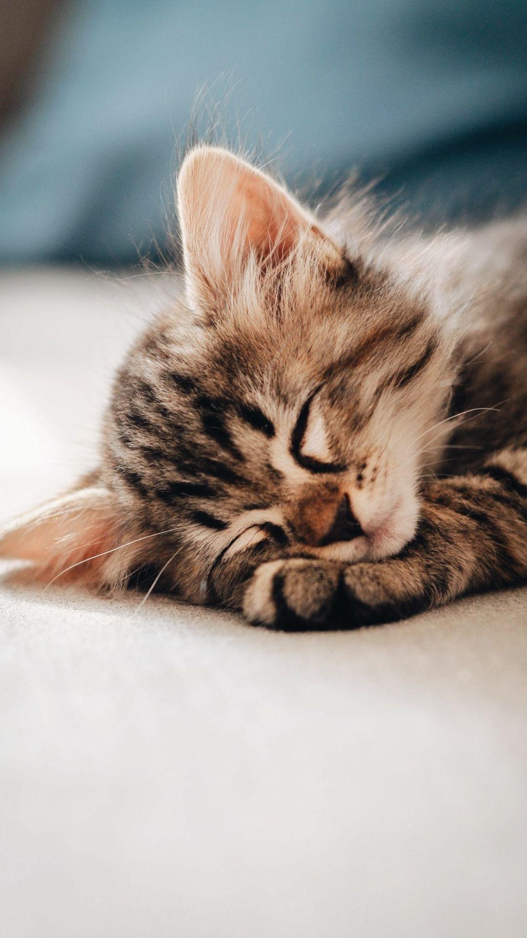 1080x1920 Cute Cat Wallpaper Cute Cat Background Download