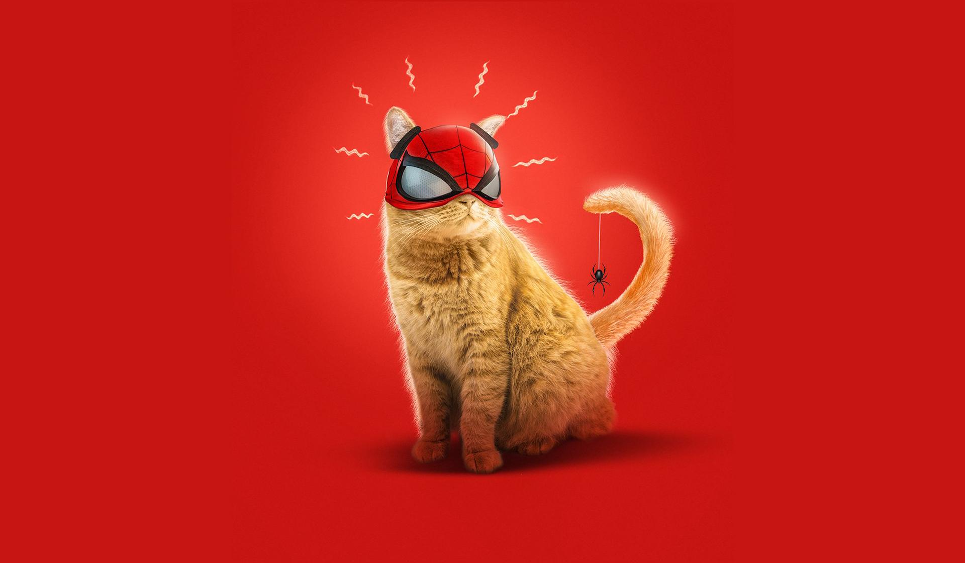 1920x1120 Spider Cat Spider Man Miles Morales Art