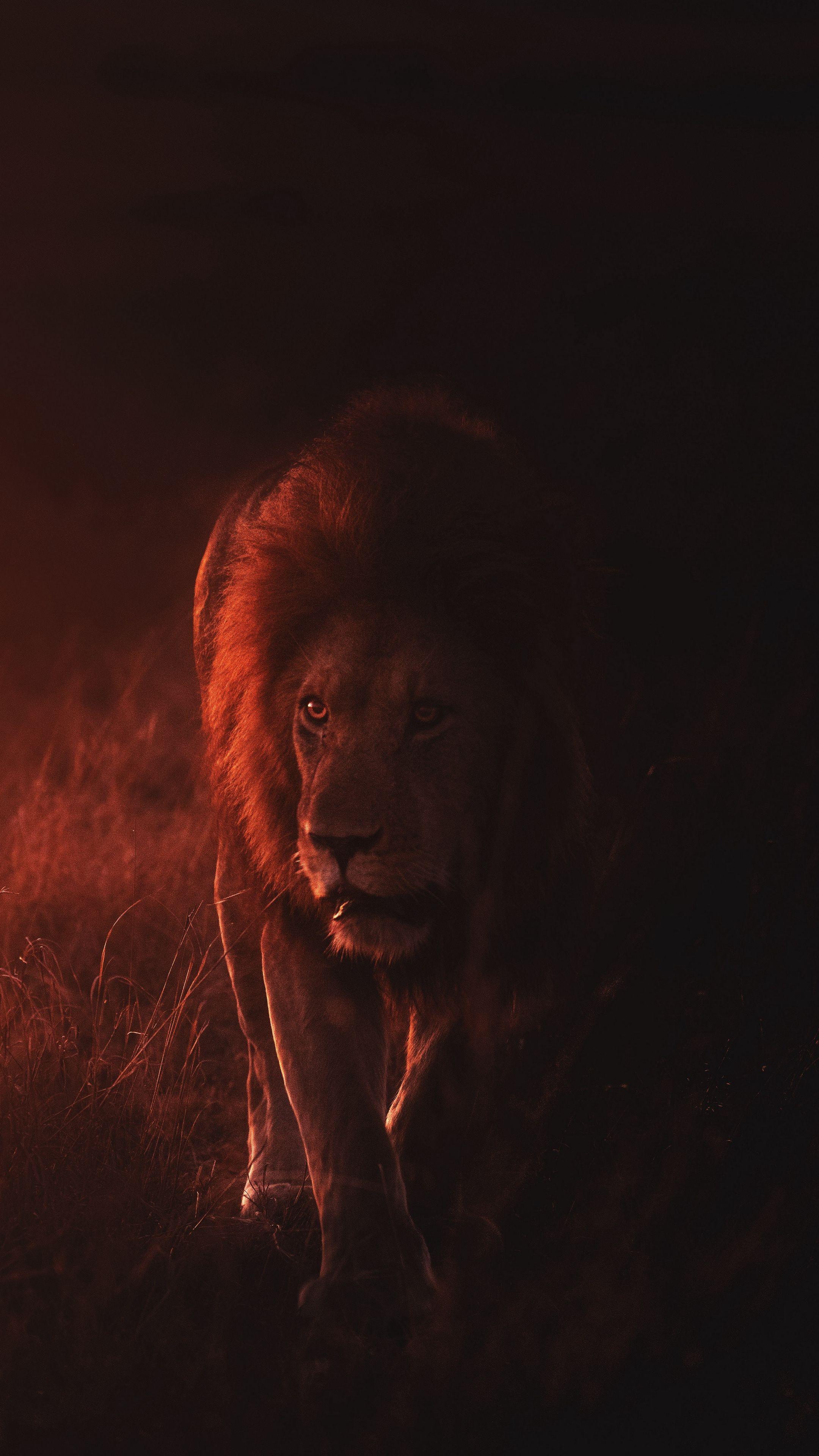 Lion For Mobile Wallpapers Top Free Lion For Mobile Backgrounds
