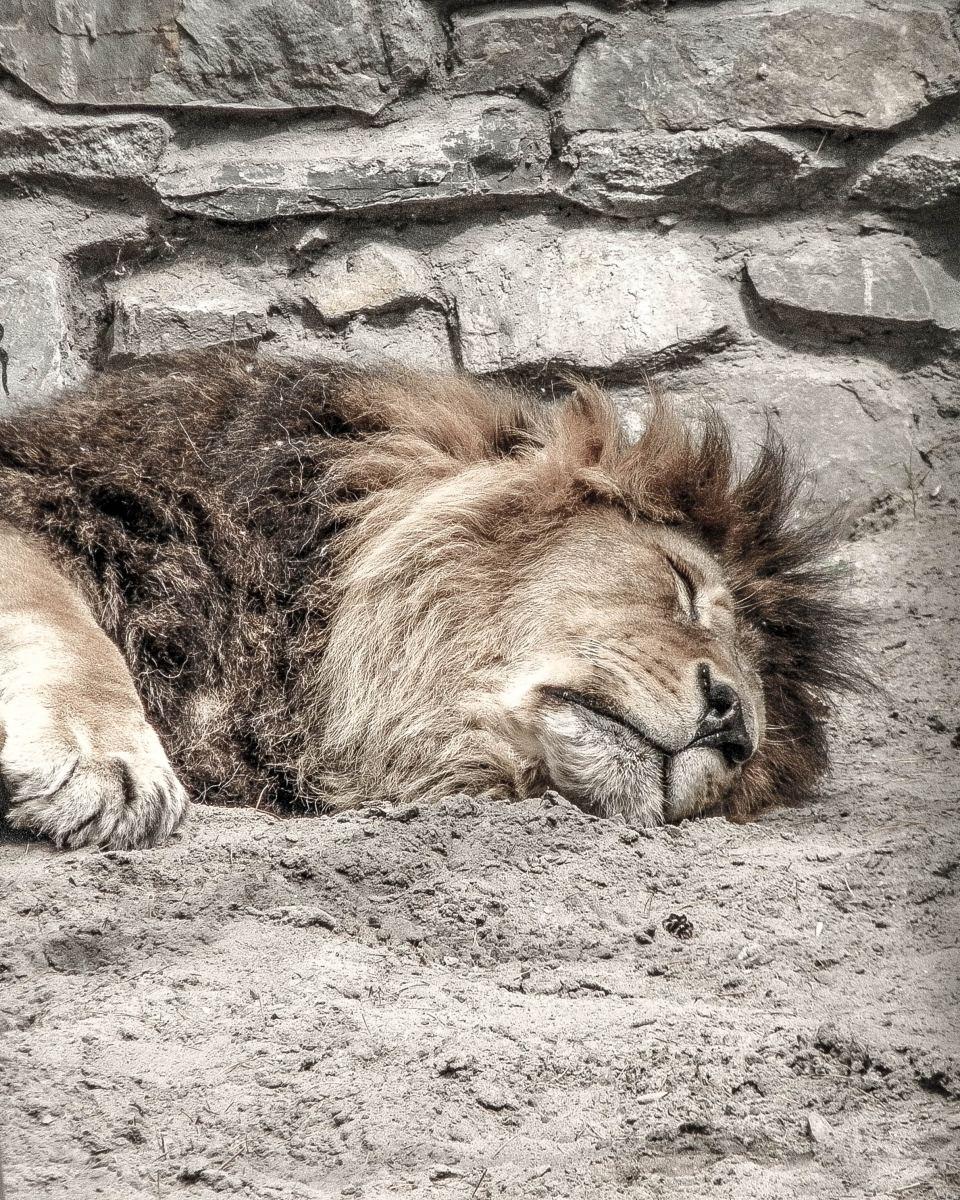 960x1200 Know Your Sleep Anima You a Lion, Bear, Dolphin, or Wolf?