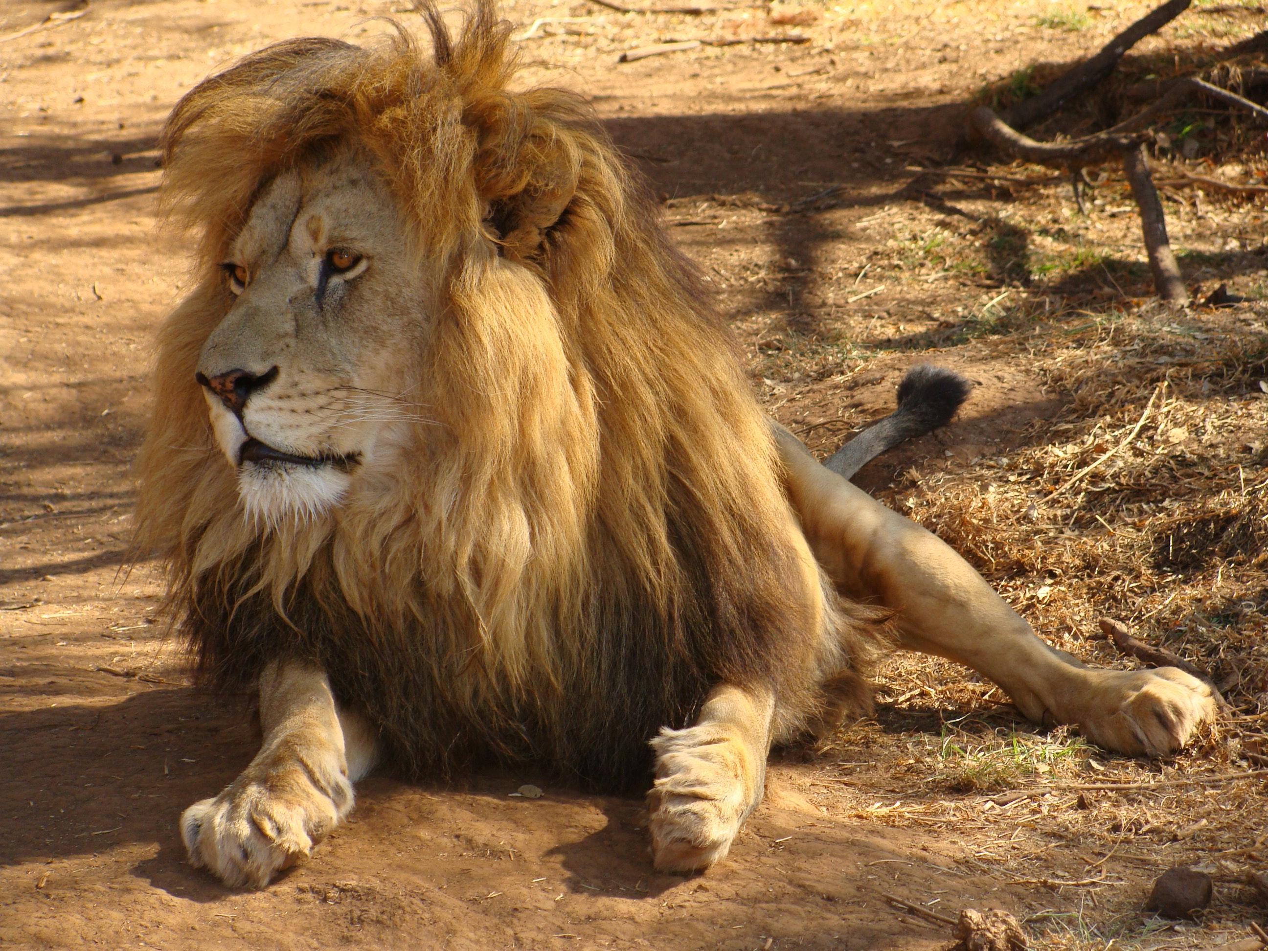 2592x1944 Best Lion Photo · 100% Free Downloads