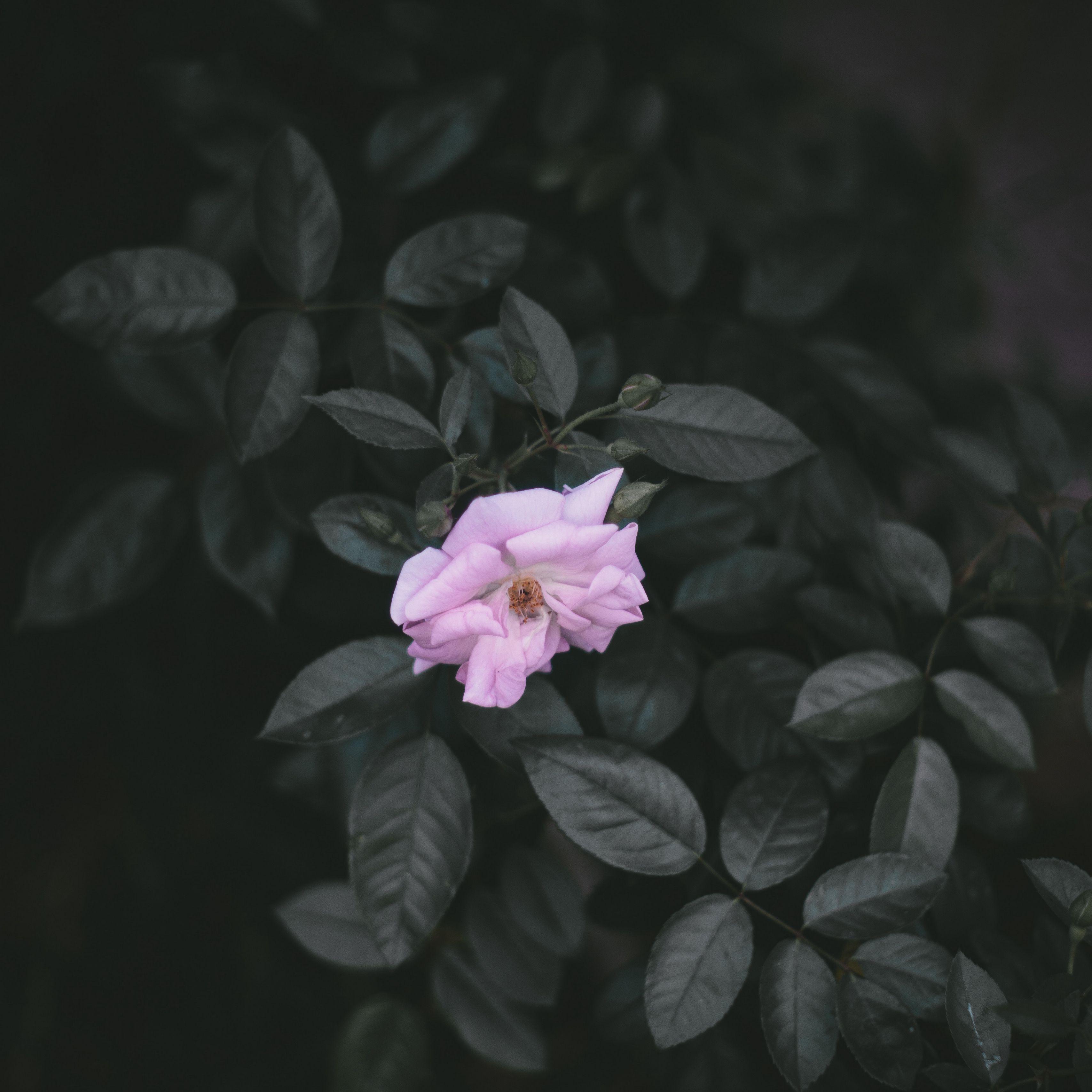 3415x3415 Download wallpaper 3415x3415 rose, wild rose, branches, leaves ipad pro 12.9 retina for parallax HD background