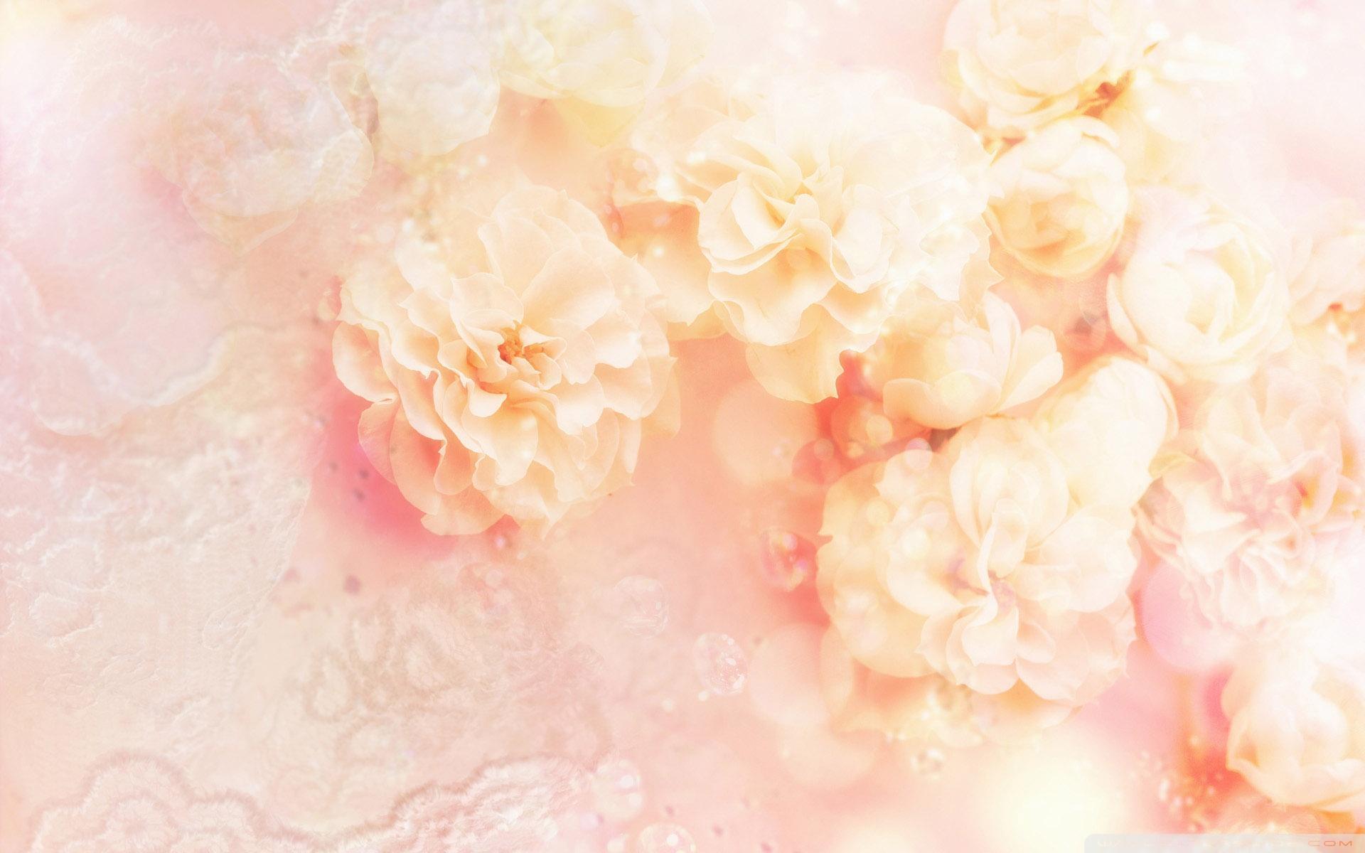 1920x1200 White Wild Rose Wallpaper