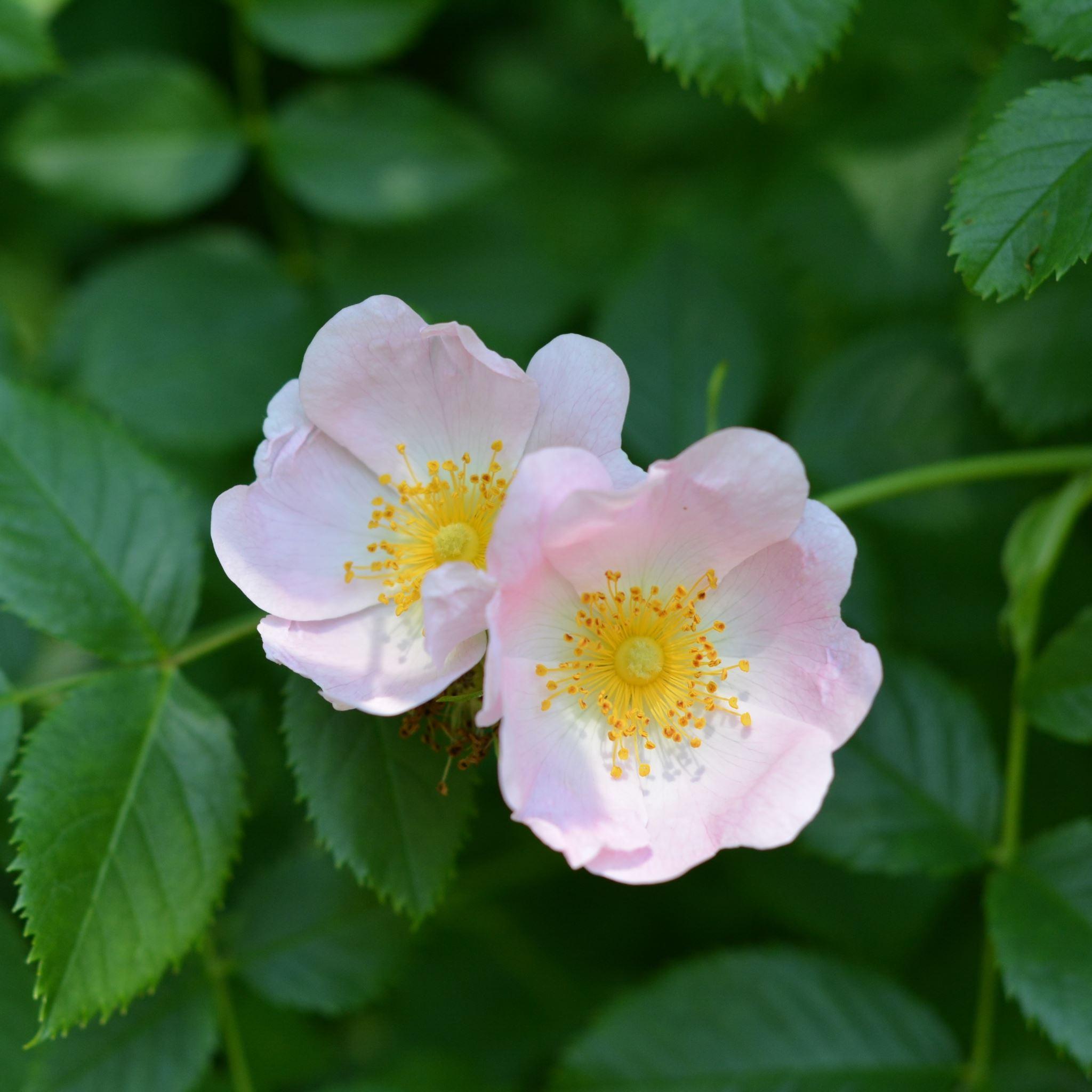 2048x2048 Wild Rose Flower Branch iPad Air Wallpaper Free Download