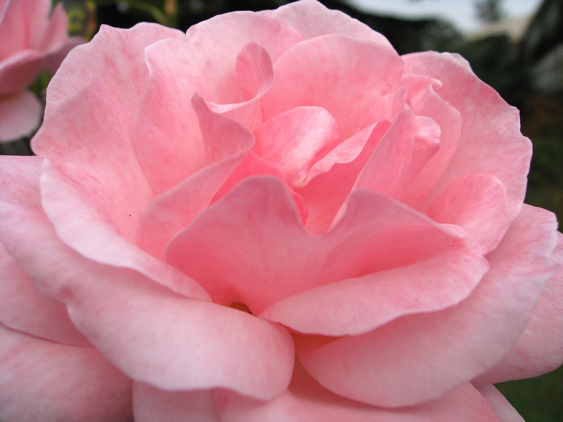 1920x1440 Rose Wallpaper