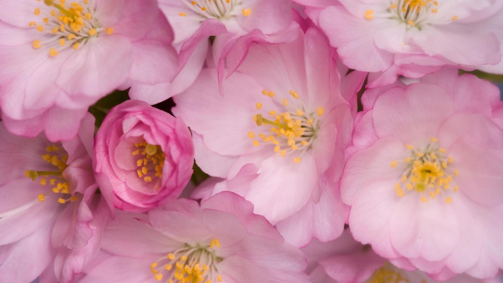 1920x1080 Download Wallpaper 1920x1080 wild roses, flowers, pink, yellow Full HD 1080p HD Background