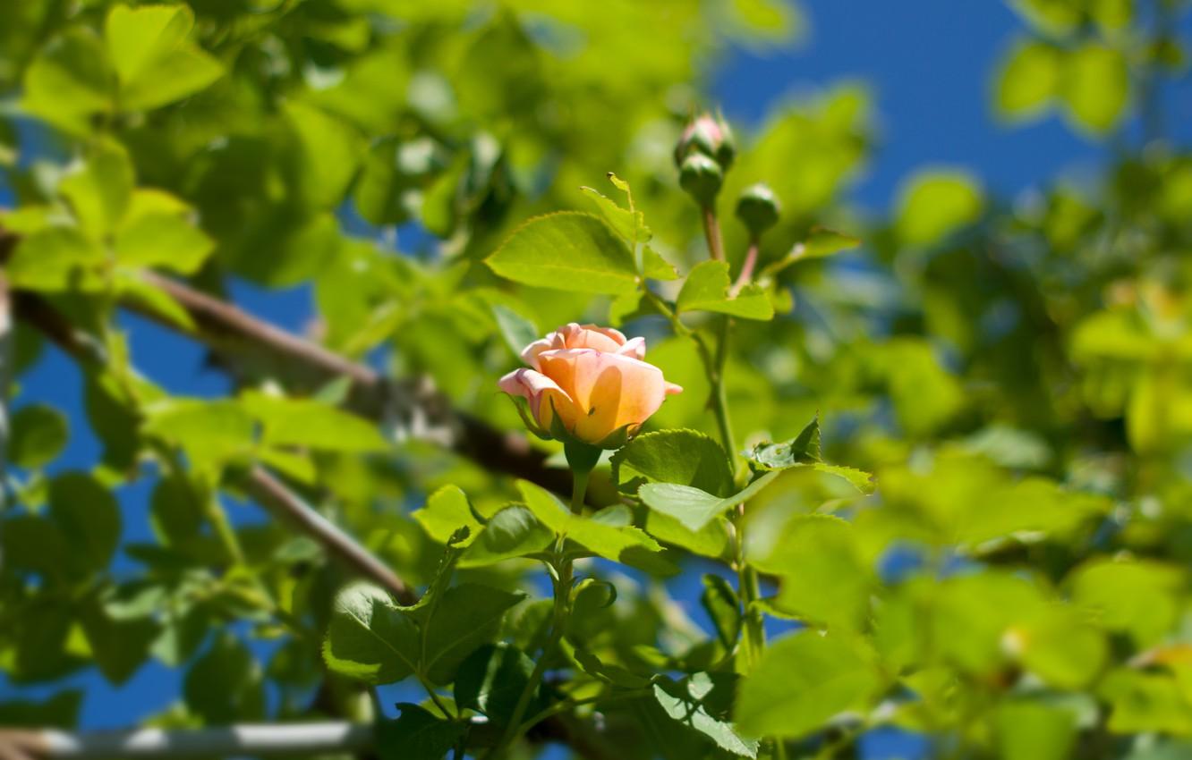 1332x850 Wallpaper greens, flower, nature, rose, caity, wild rose image for desktop, section цветы