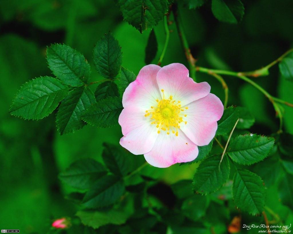 1024x819 Dog Rose Wallpaper (4:3). A wild Dog Rose (Rosa canina agg