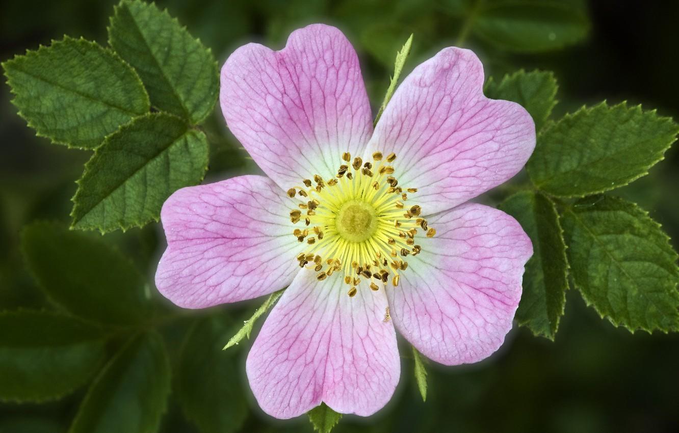 1332x850 Wallpaper flower, summer, Bush, briar, wild rose image for desktop, section природа