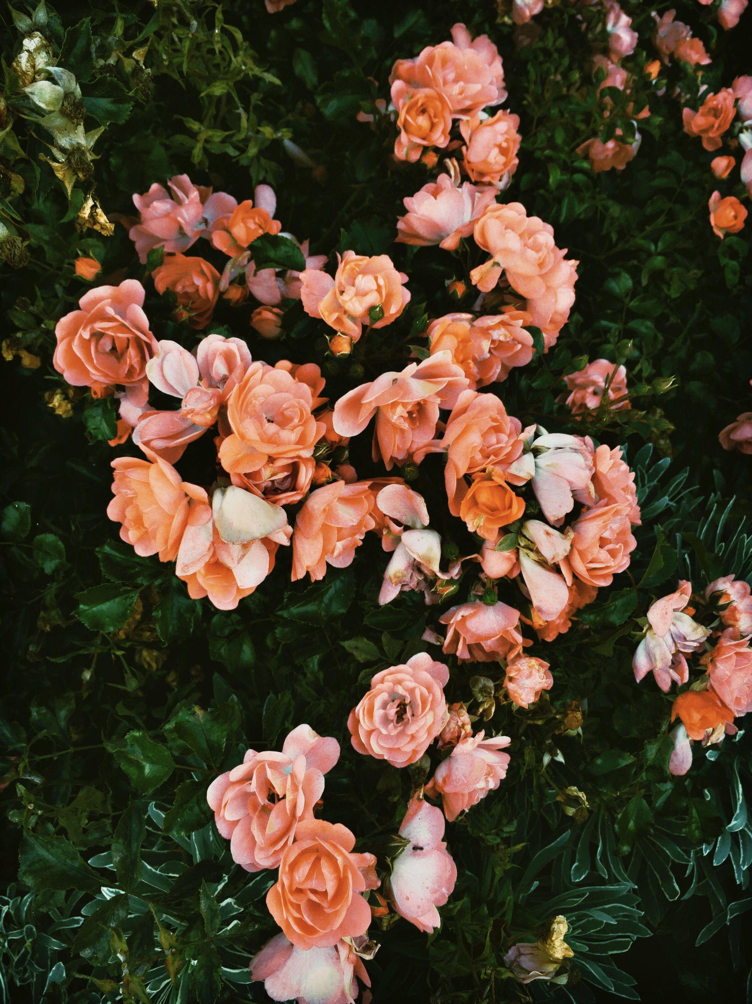 2400x3202 Wild roses in Vancouver, British Columbia Printed on Hahnemuhle Photo Rag 308 Free domestic shipping. Flower aesthetic, Flower phone wallpaper, Flower wallpaper
