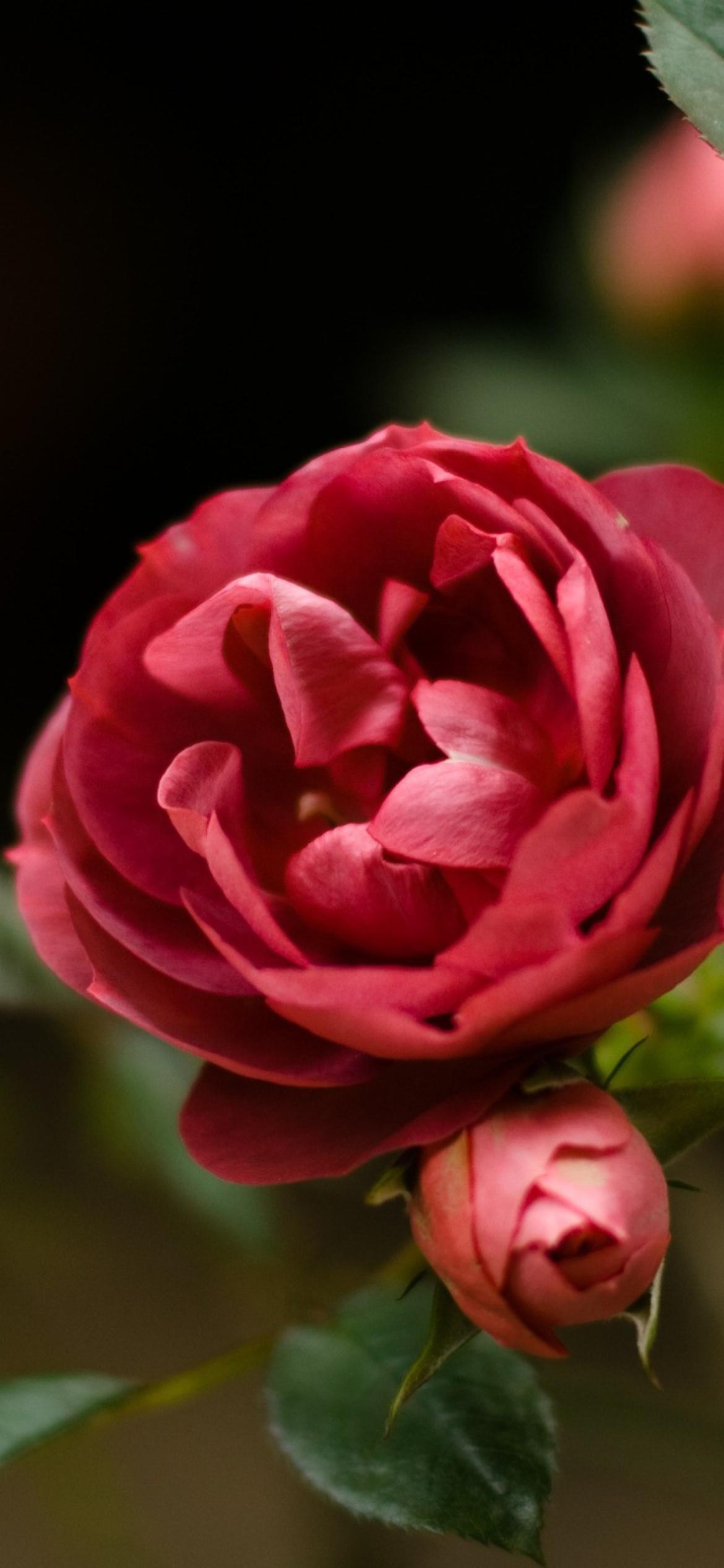 1170x2532 Wild Rose Wallpaper for iPhone 11 Pro