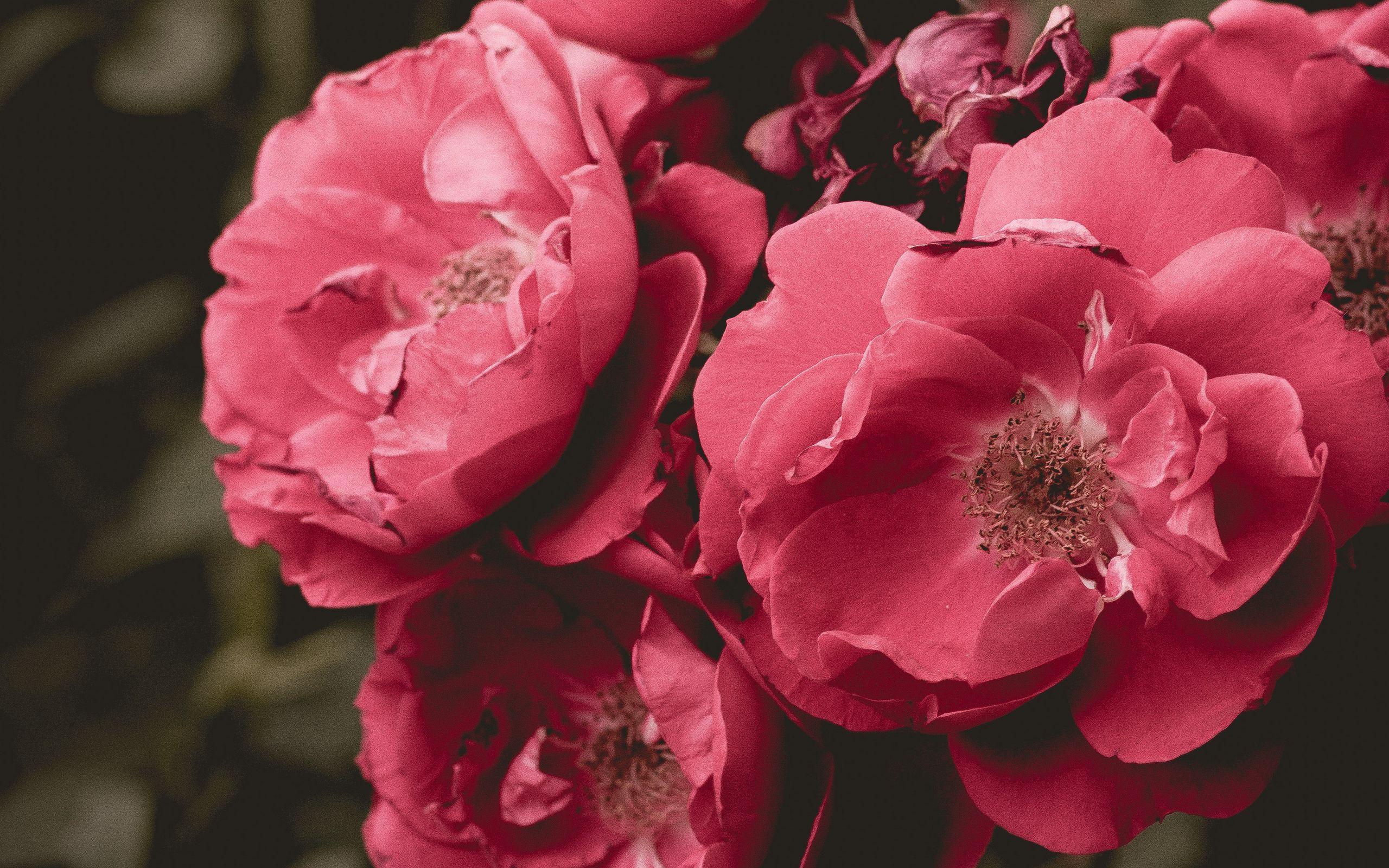 2560x1600 Download wallpaper 2560x1600 wild rose, flower, bloom, pink, bush widescreen 16:10 HD background