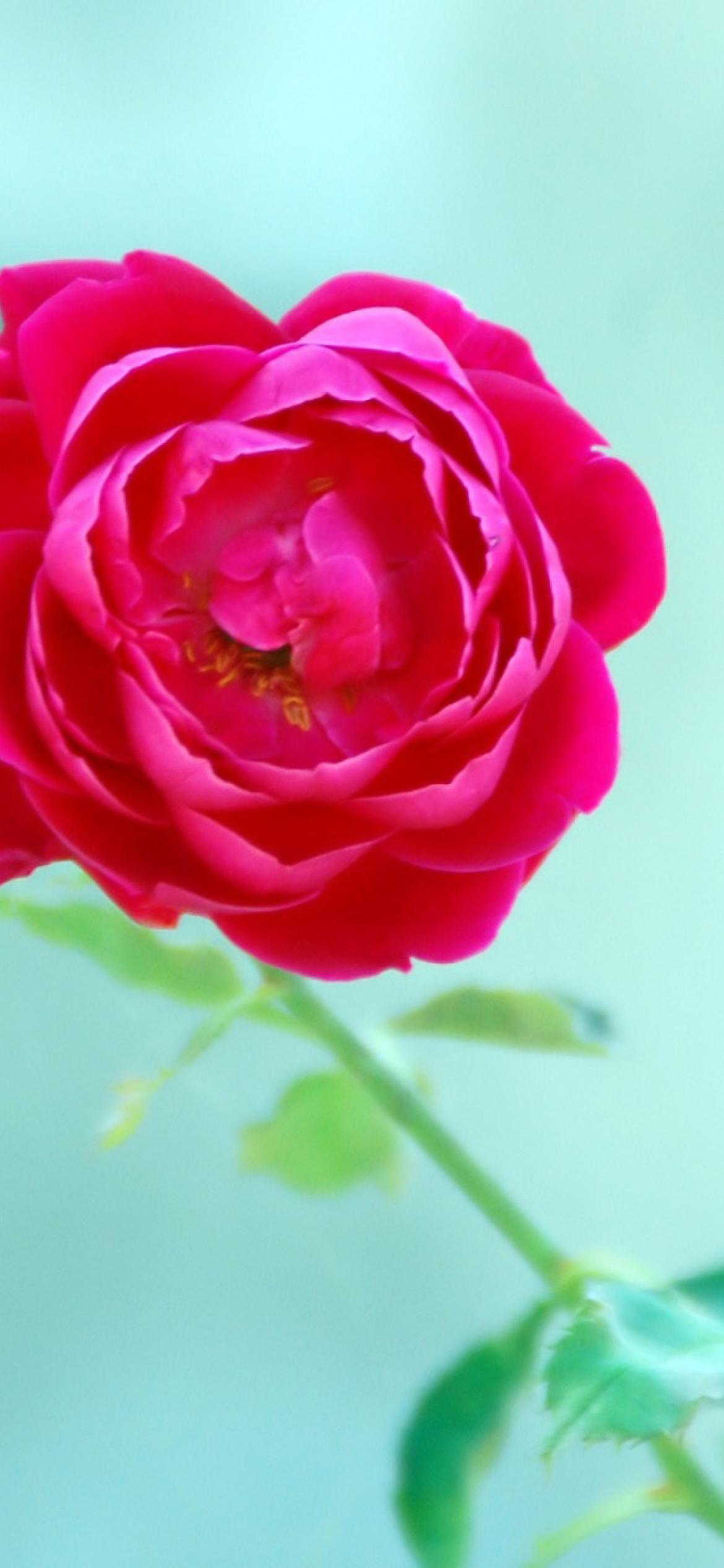 1170x2532 Wild Rose Wallpaper for iPhone 12 Pro