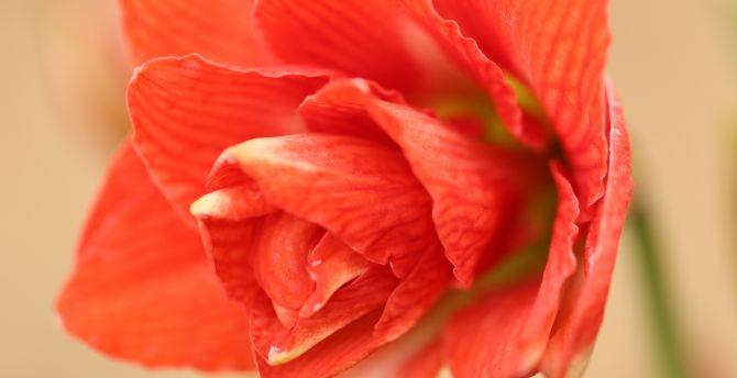 670x344 Desktop wallpaper wild rose, flower, portrait, close up, HD image, picture, background, 134a36