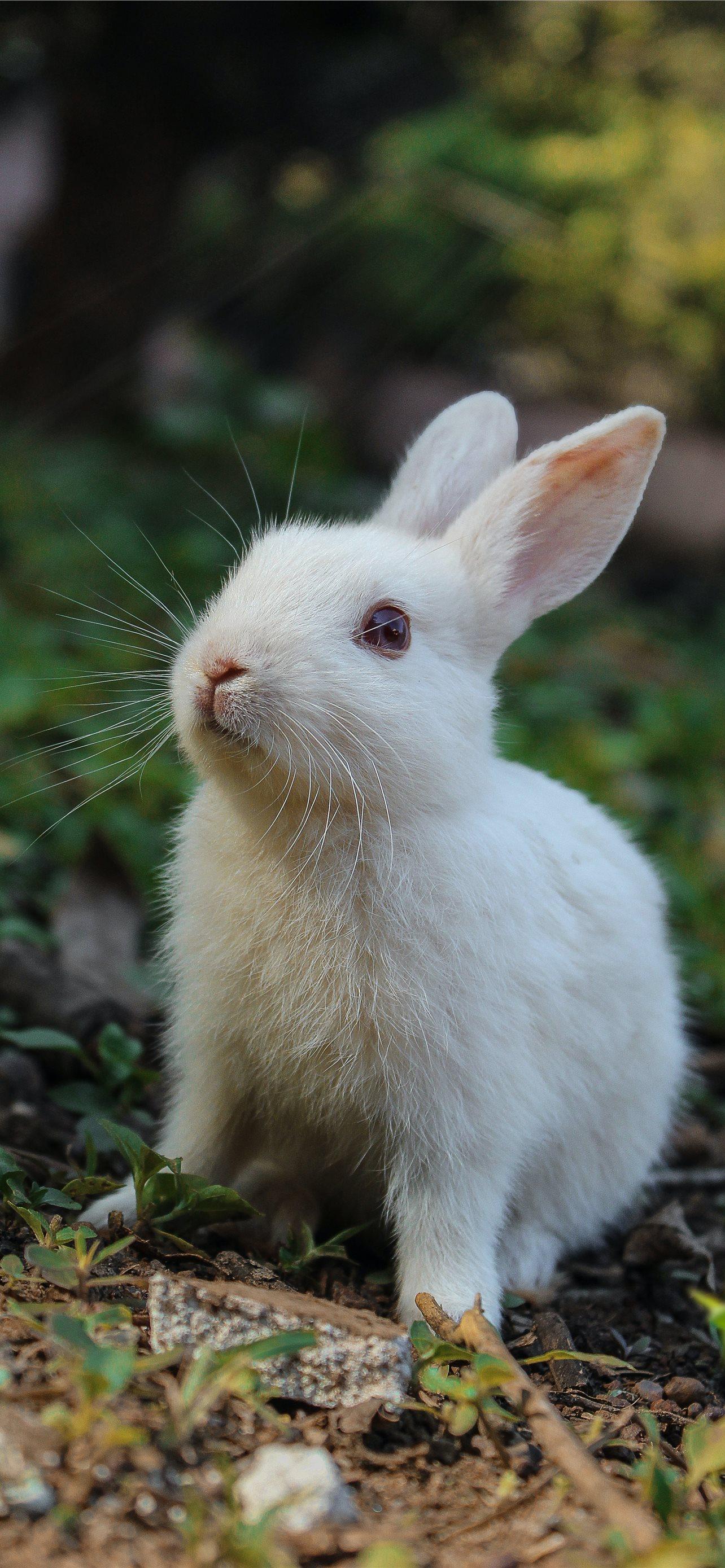 1284x2778 Best Bunny iPhone HD Wallpaper