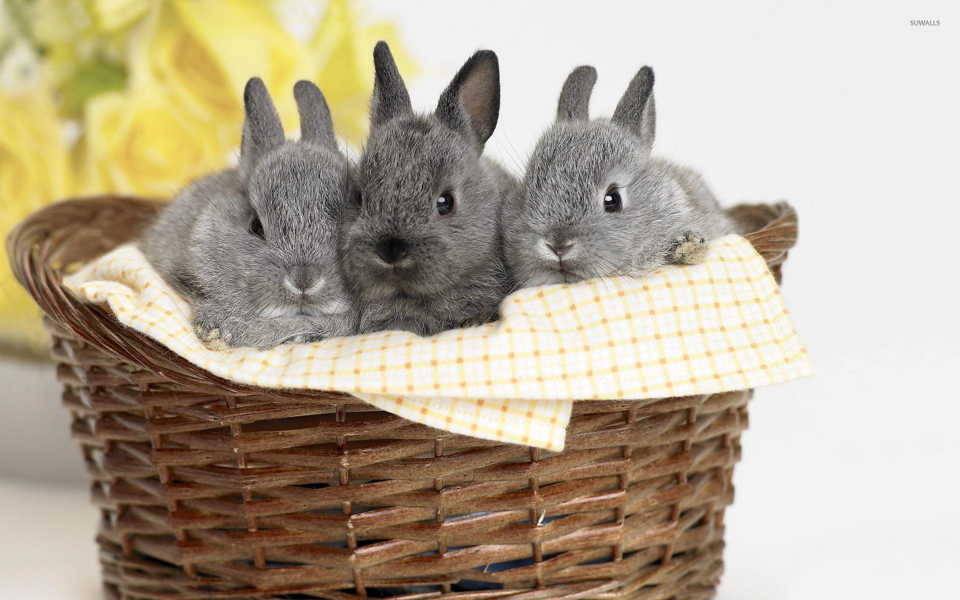 1920x1200 Cute Bunnies Wallpaper Laptop